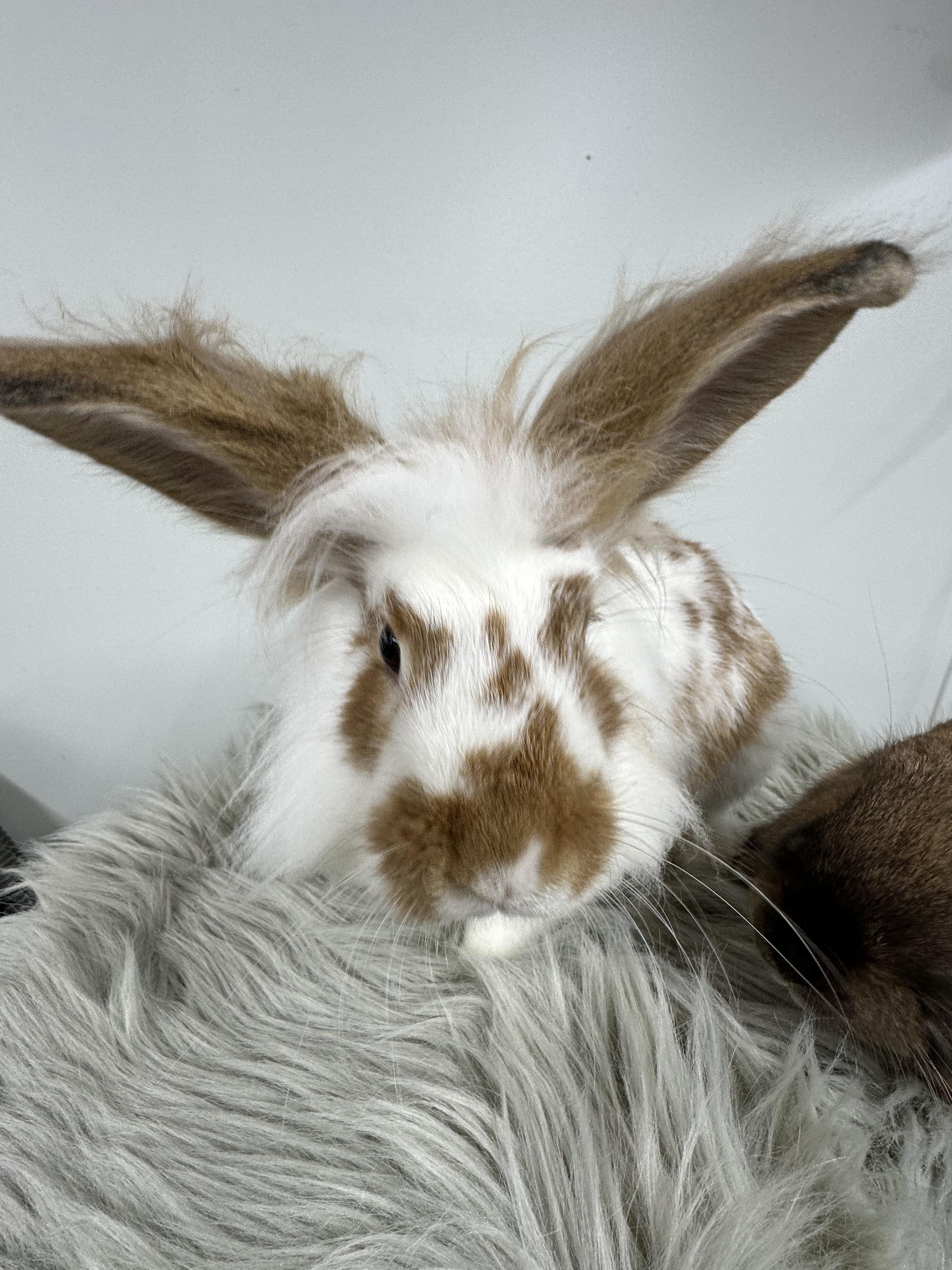 Enlarge Hilton and Garden, a Adoptable mixed breed in Columbia, SC image 4/5