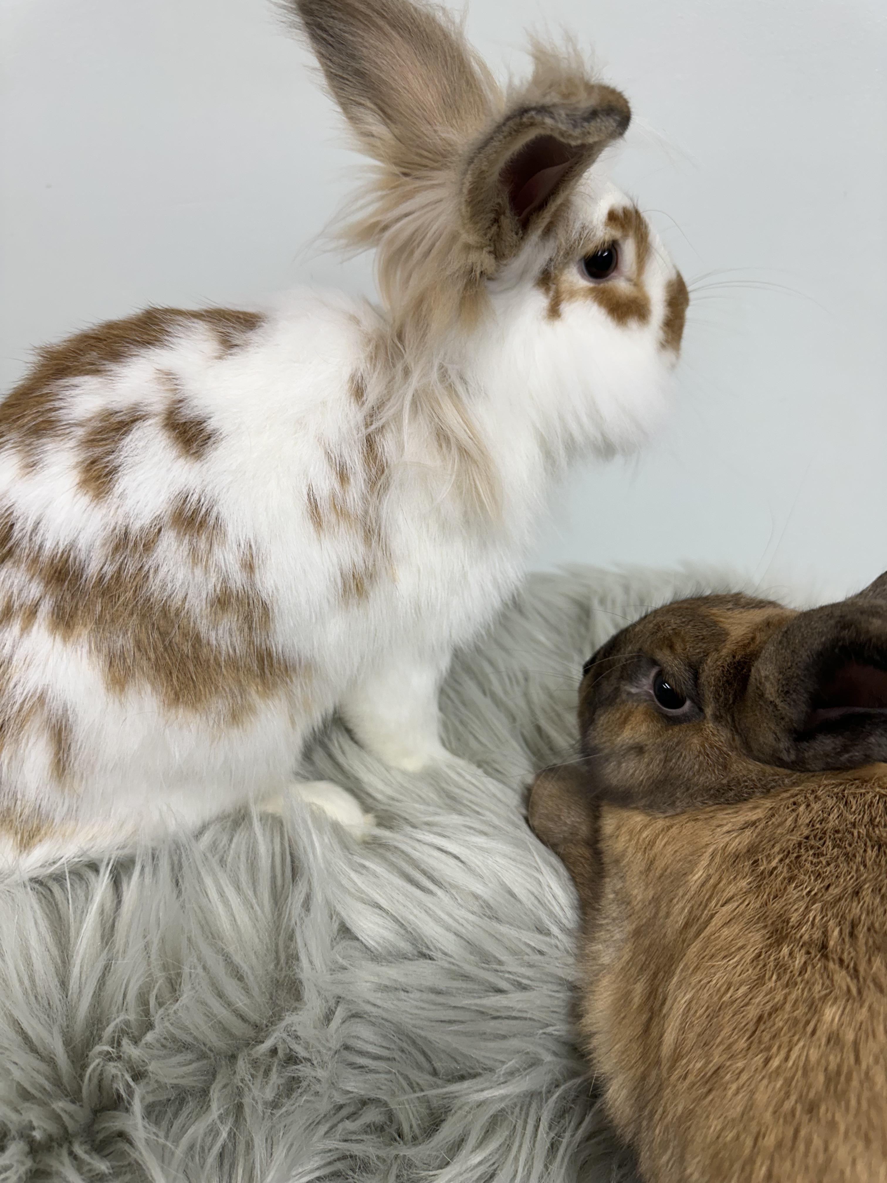 Enlarge Hilton and Garden, a Adoptable mixed breed in Columbia, SC image 5/5