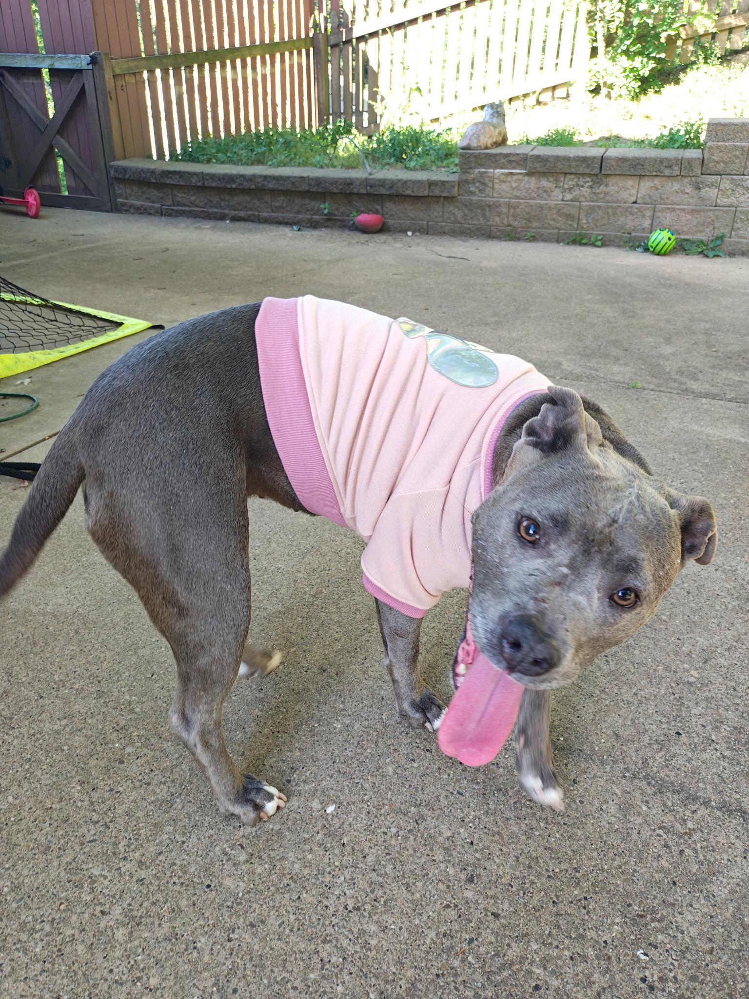 June Bug, a ADOPTABLE Pit Bull Terrier in Monroeville, PA image 4/5