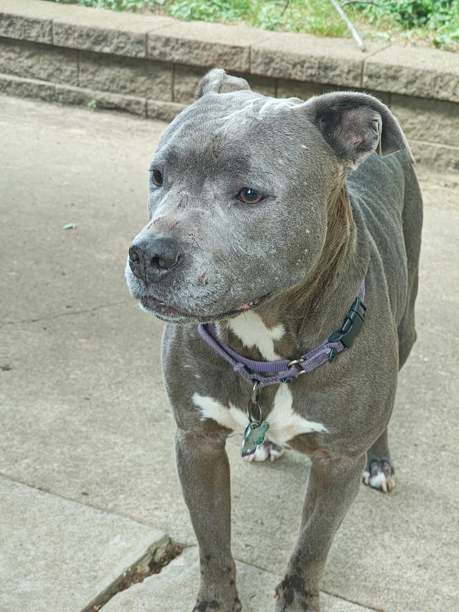 June Bug, a ADOPTABLE Pit Bull Terrier in Monroeville, PA image 3/5
