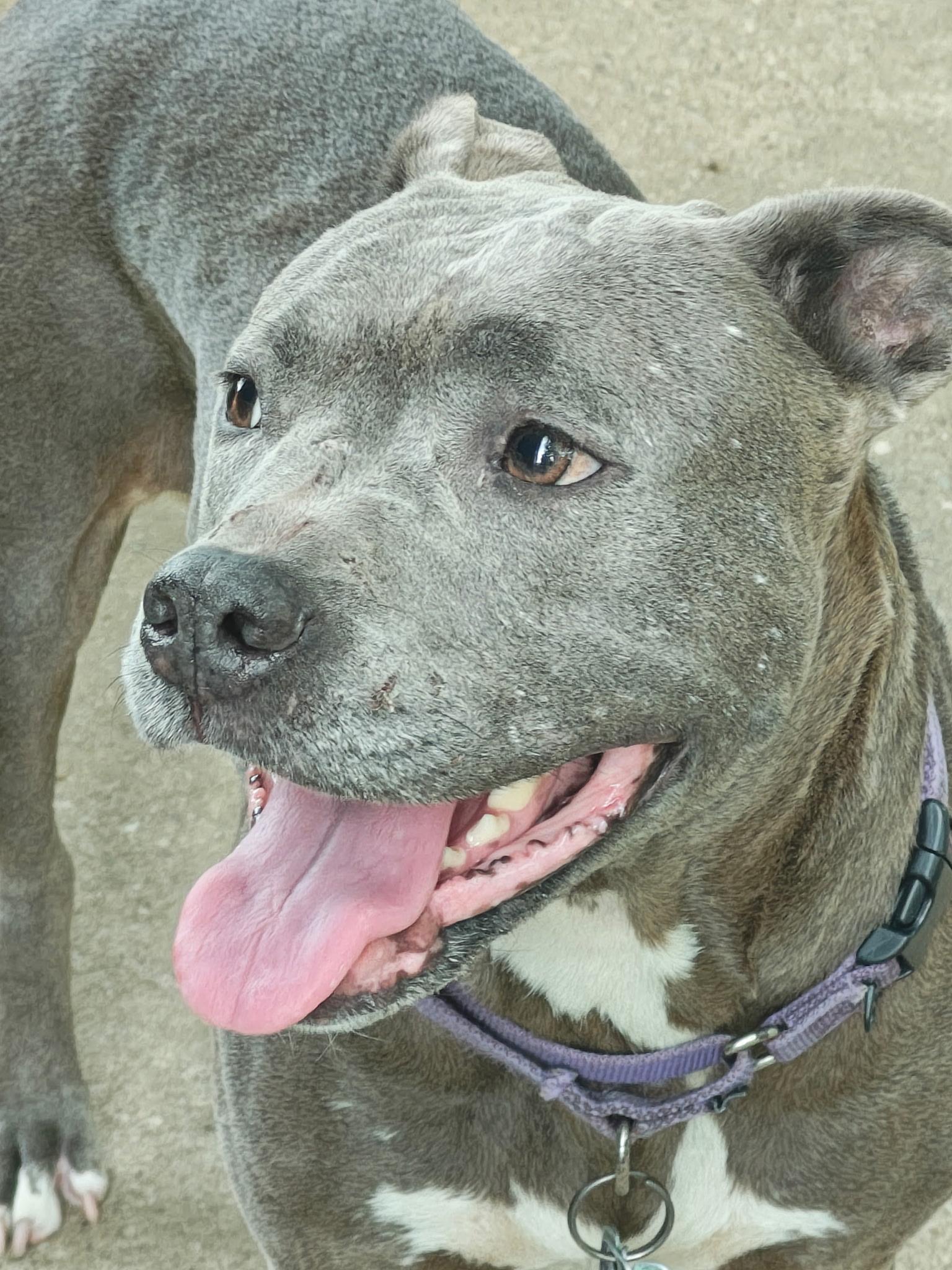June Bug, ADOPTABLE, Adult Female Pit Bull Terrier.