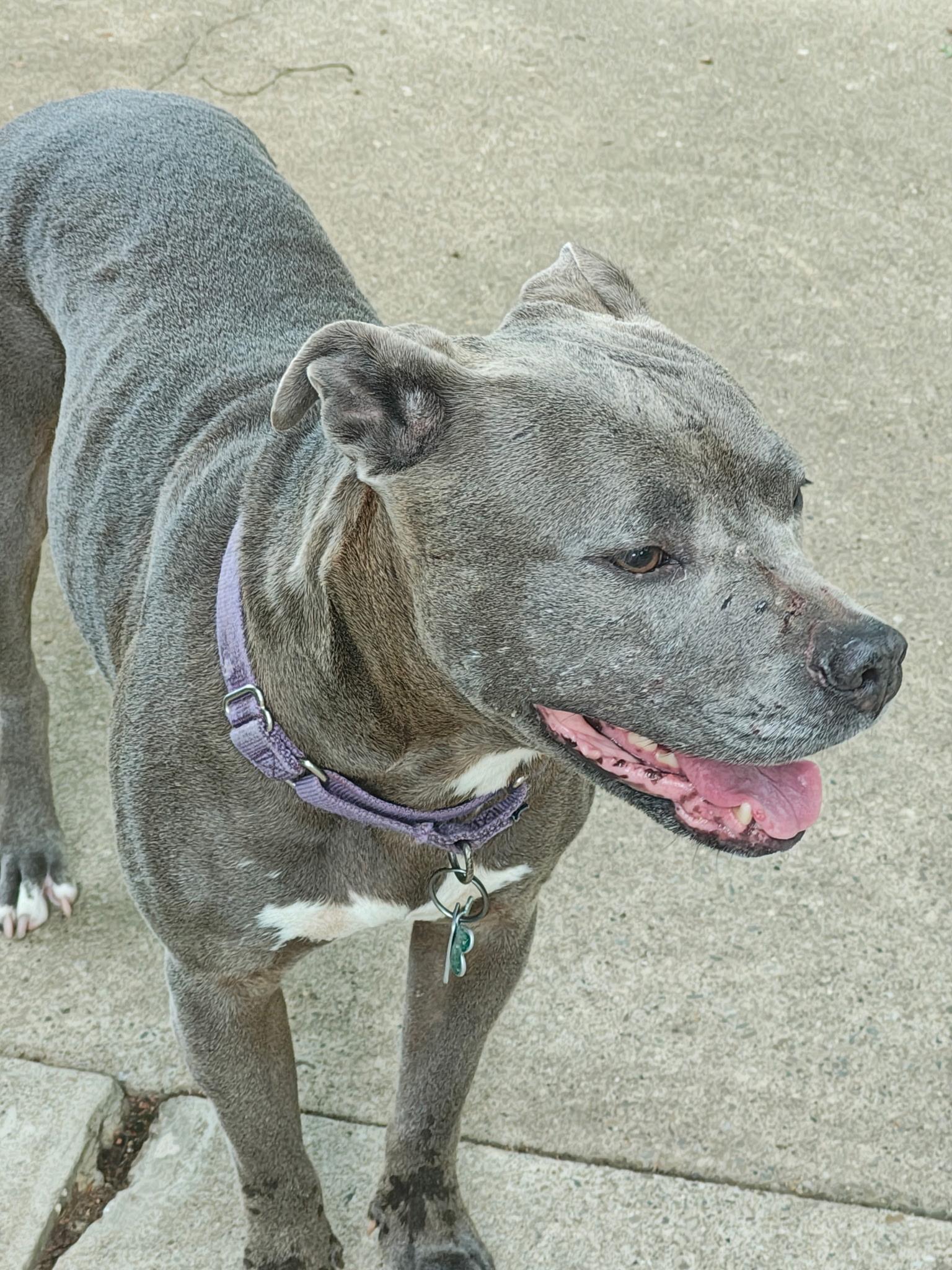 June Bug, a ADOPTABLE Pit Bull Terrier in Monroeville, PA image 2/5