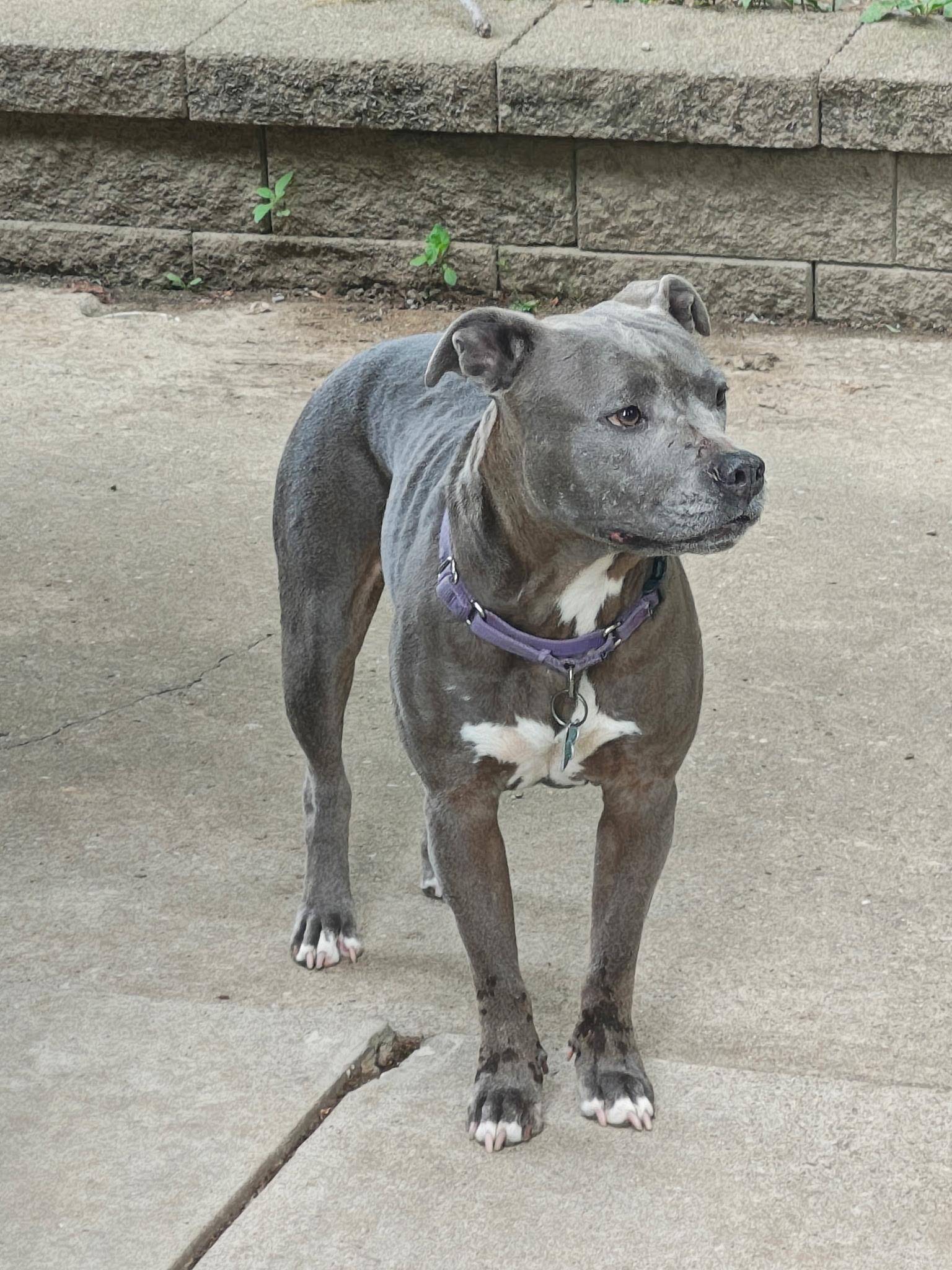 June Bug, a ADOPTABLE Pit Bull Terrier in Monroeville, PA image 5/5