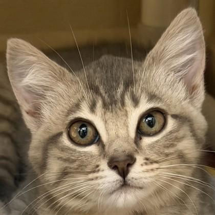 Enlarge Lilo, a Adoptable mixed breed in Pleasanton, CA image 1/3