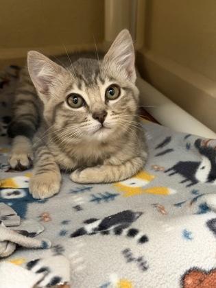 Enlarge Lilo, a Adoptable mixed breed in Pleasanton, CA image 2/3