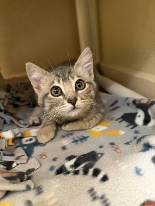 Enlarge Lilo, a Adoptable mixed breed in Pleasanton, CA image 2/3