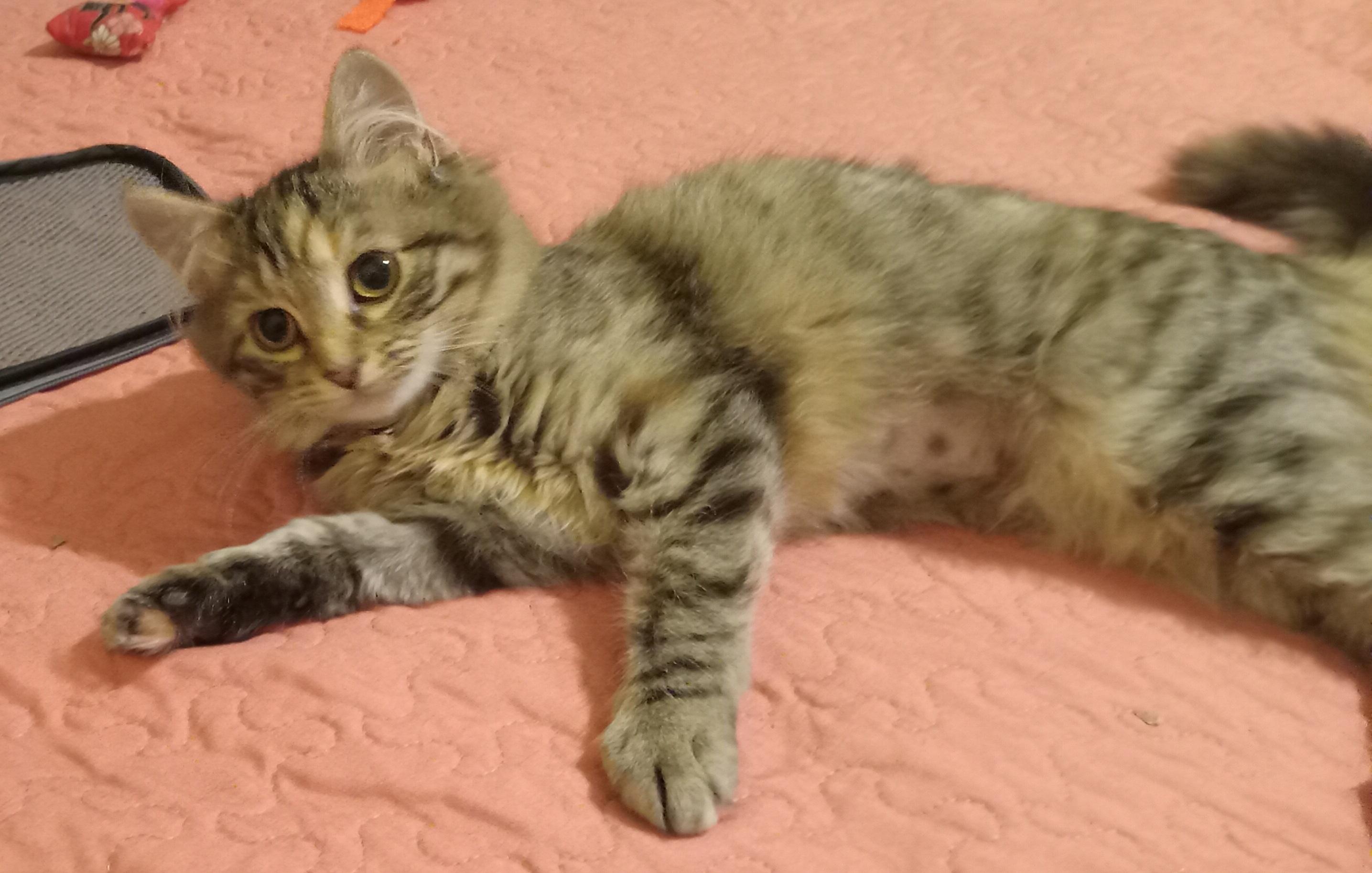Aurora, adopted, Kitten Female Domestic Long Hair.