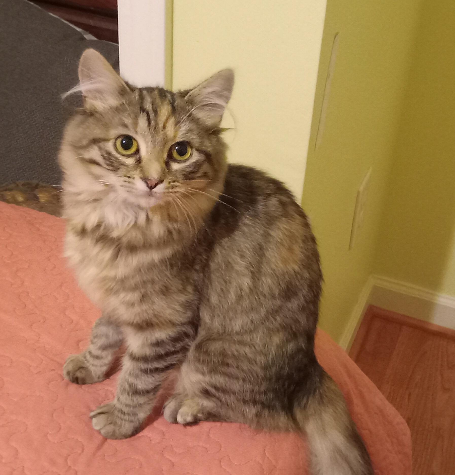 Aurora, an adopted Domestic Long Hair in Grifton, NC image 5/6
