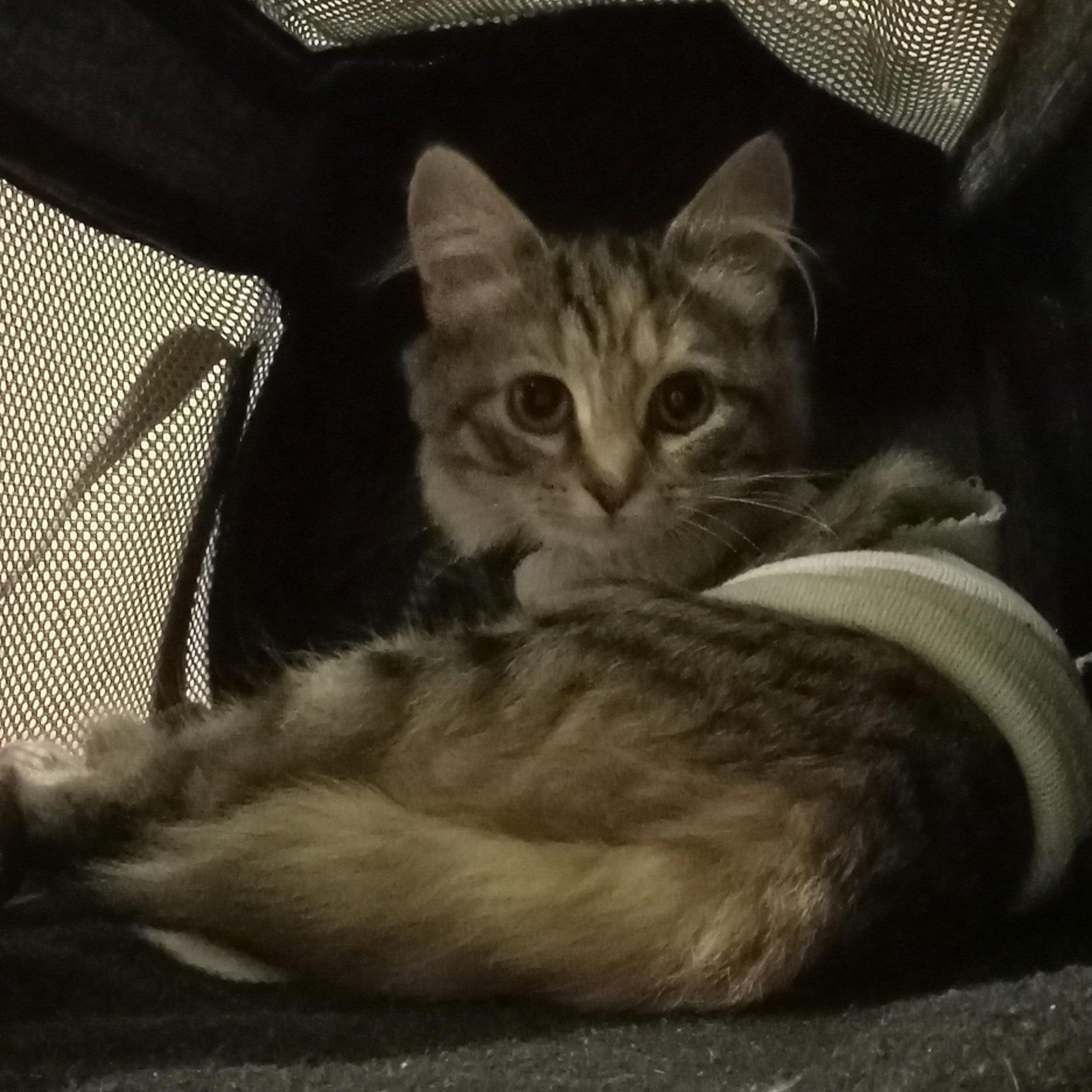 Aurora, an adopted Domestic Long Hair in Grifton, NC image 4/6