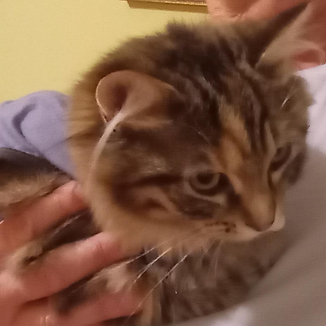 Aurora, an adopted Domestic Long Hair in Grifton, NC image 6/6