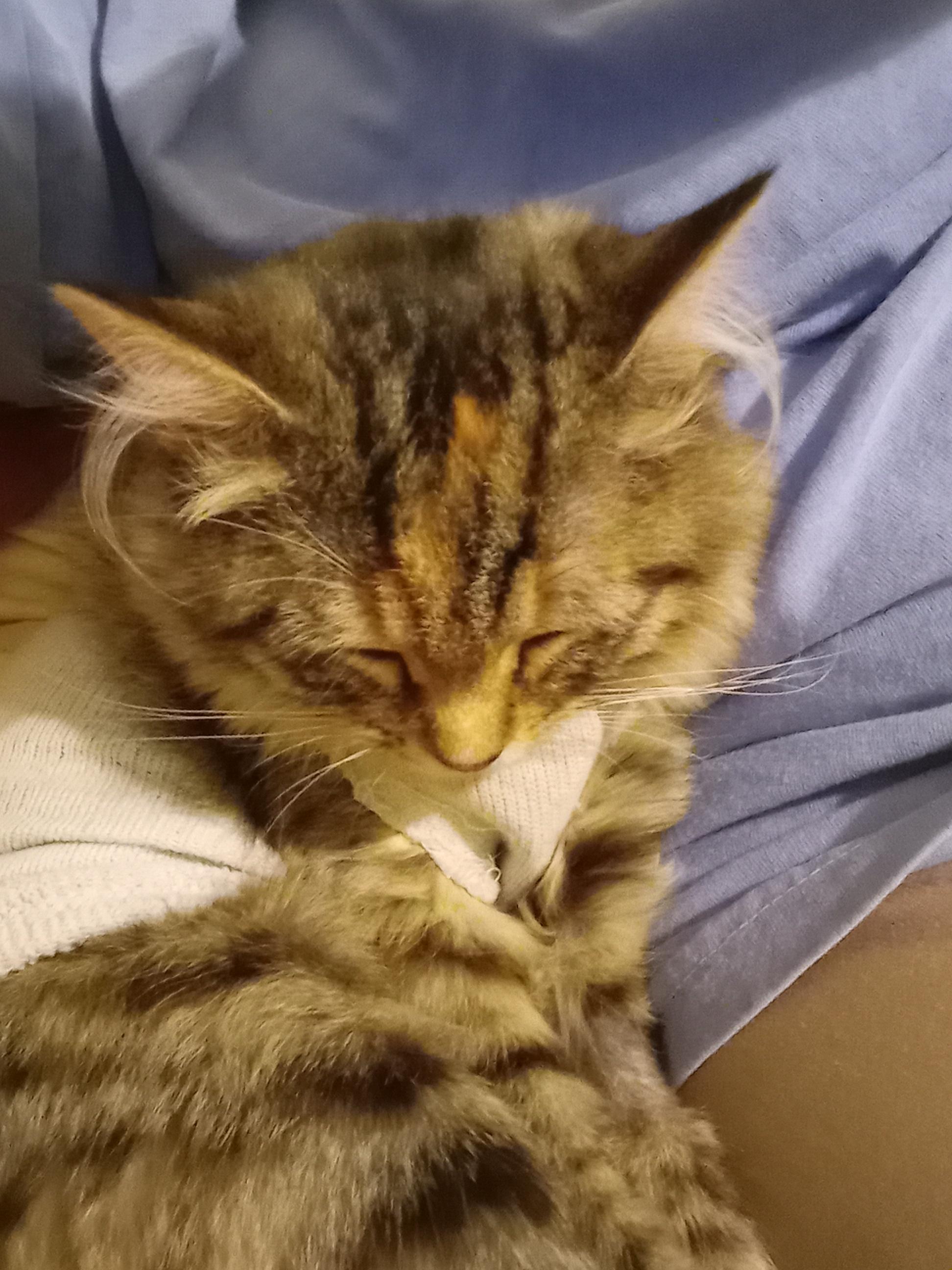 Aurora, an adopted Domestic Long Hair in Grifton, NC image 2/6