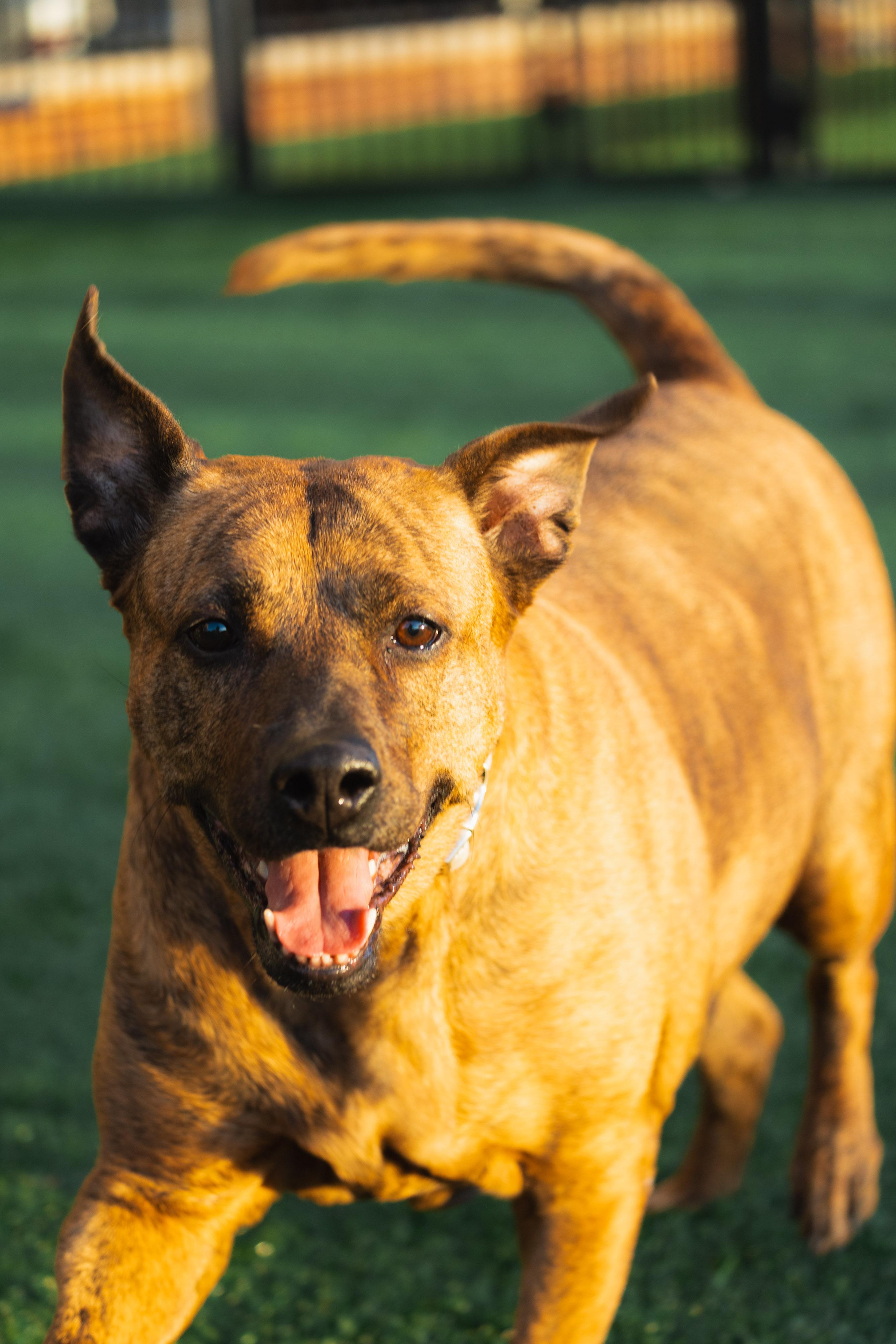Sable, a ADOPTABLE mixed breed in O Fallon, IL image 1/6