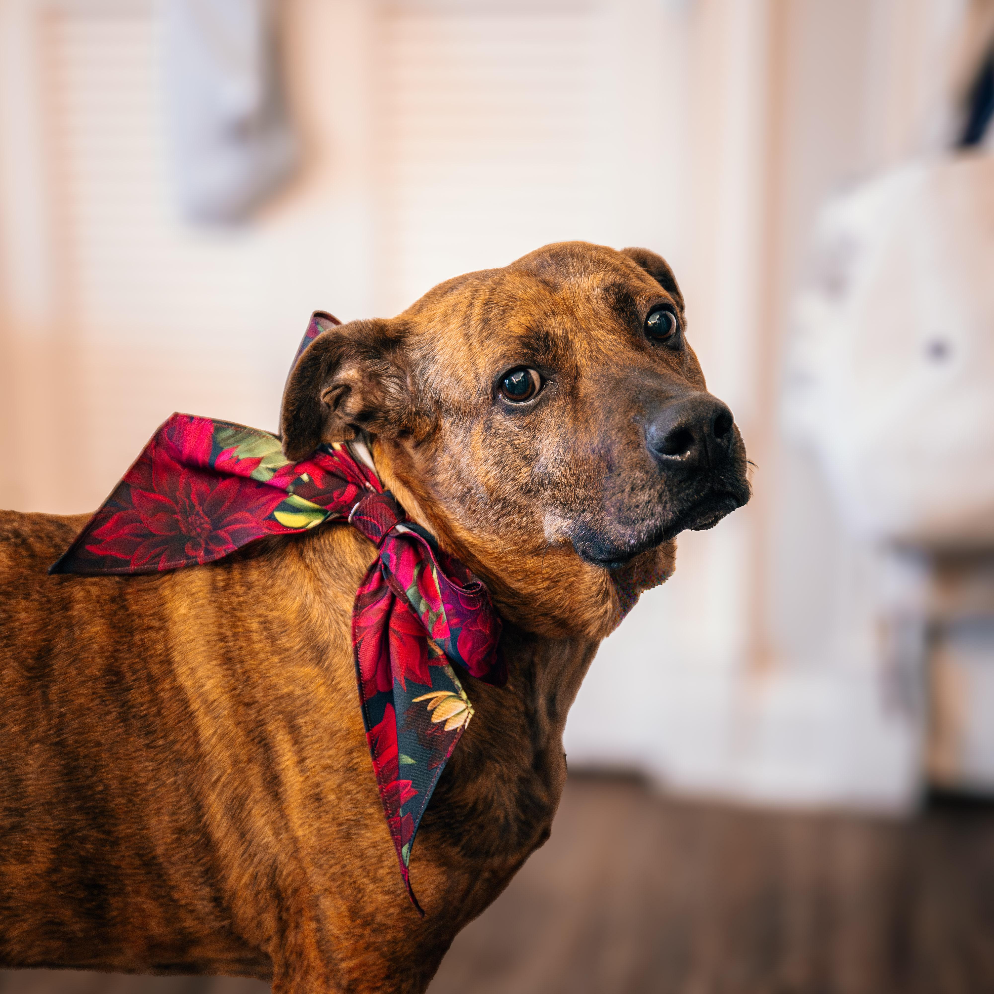 Sable, a ADOPTABLE mixed breed in O Fallon, IL image 4/6