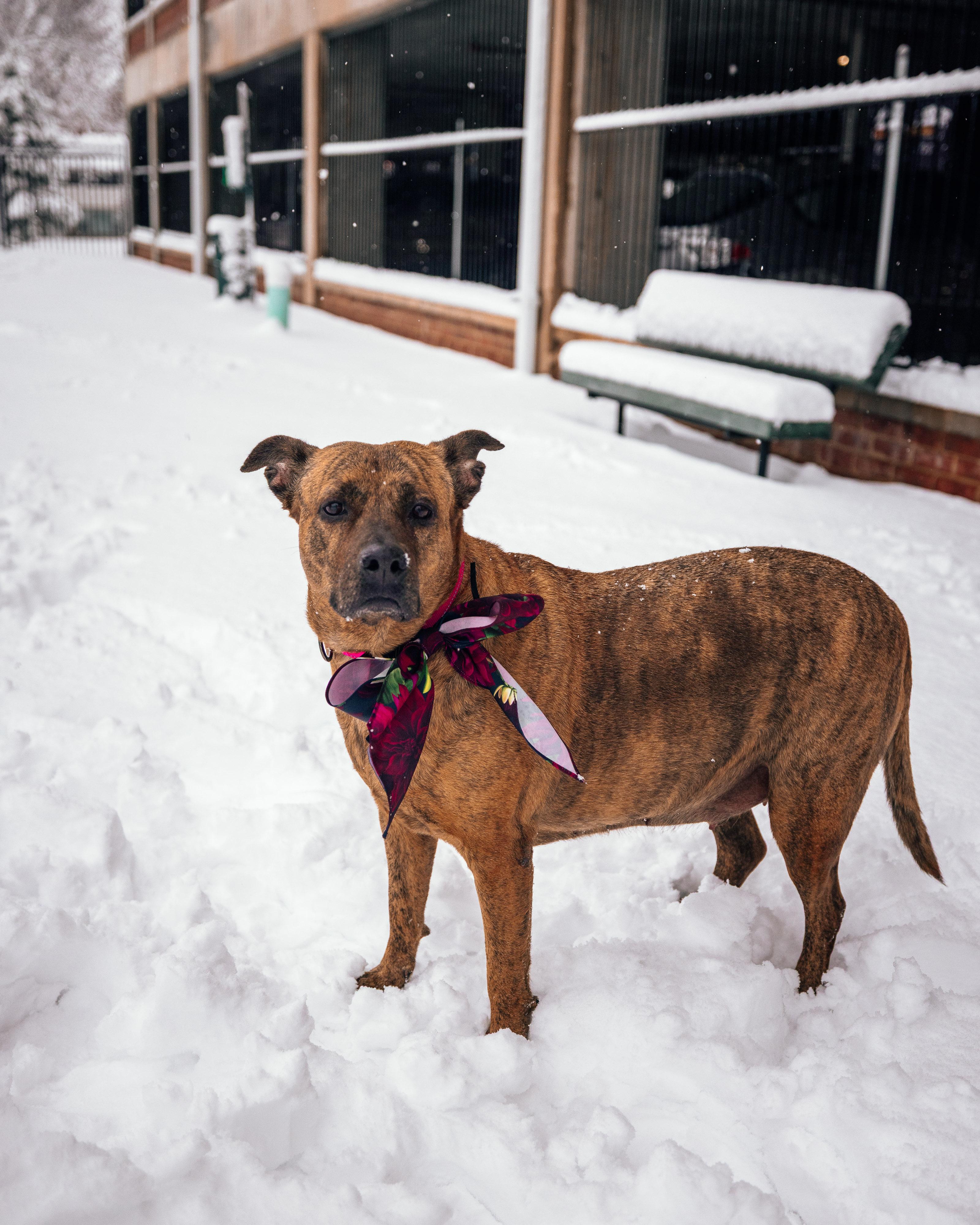 Sable, a ADOPTABLE mixed breed in O Fallon, IL image 5/6