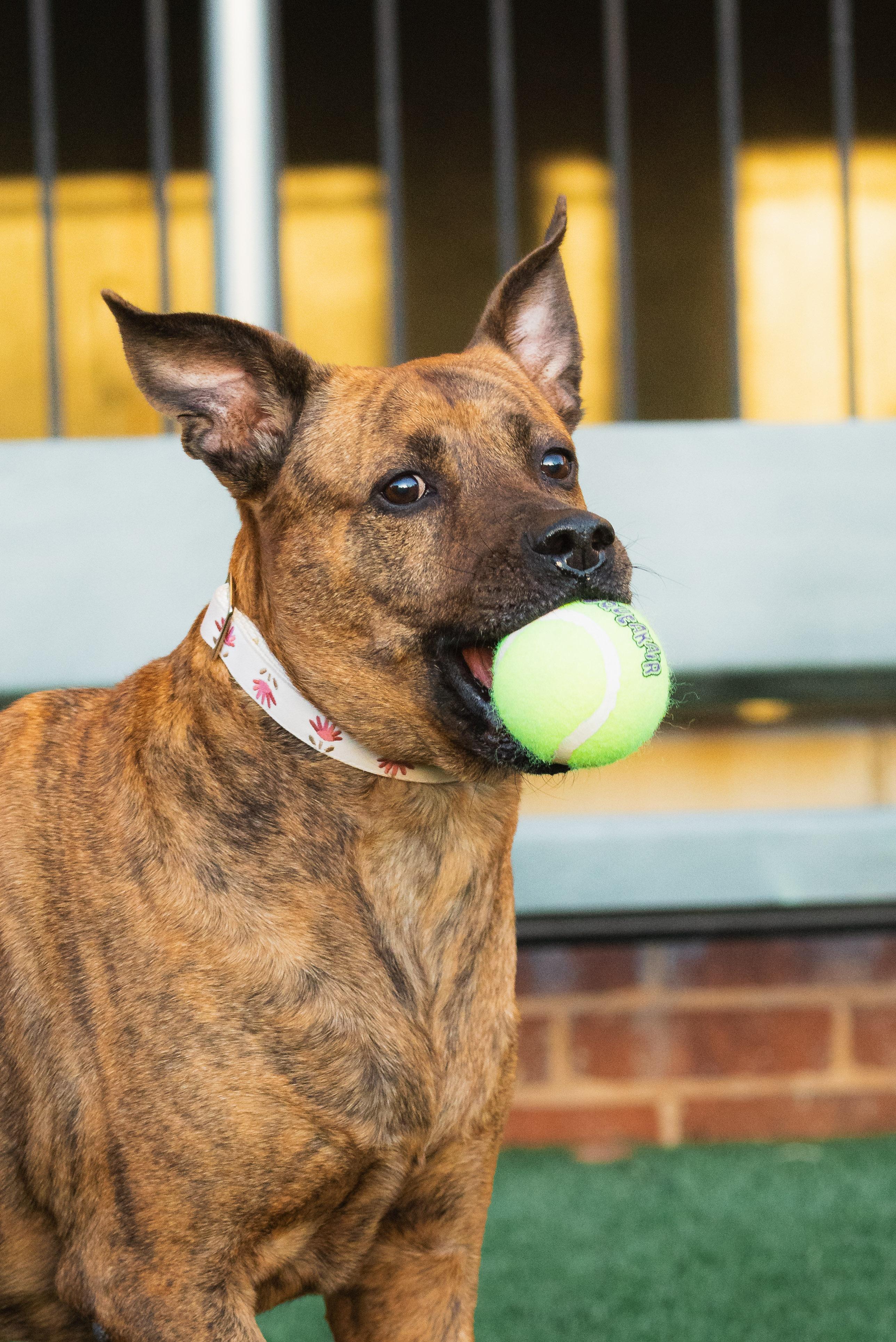 Sable, a ADOPTABLE mixed breed in O Fallon, IL image 6/6