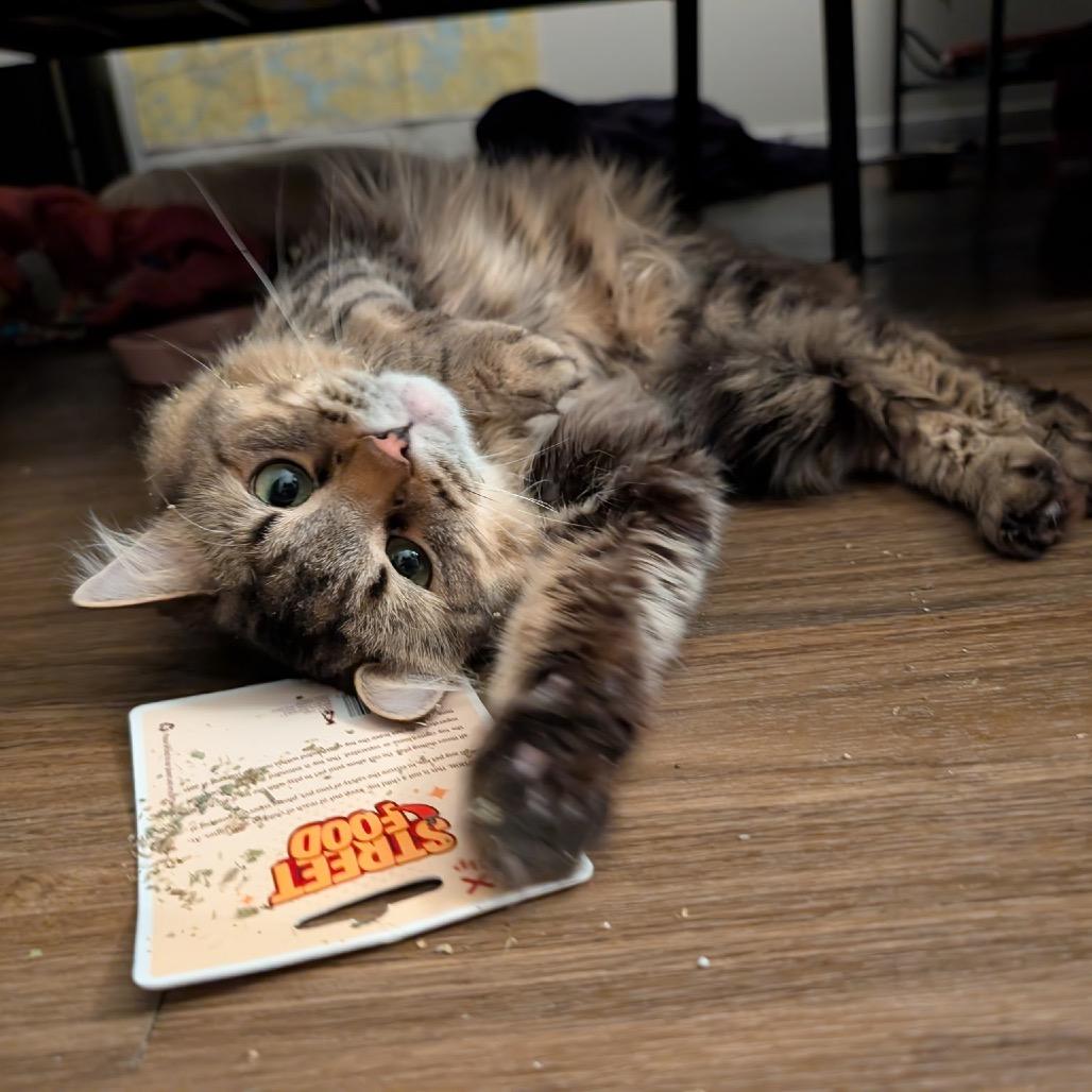 Dusee, Adoptable, Adult Male Domestic Long Hair & Domestic Short Hair.