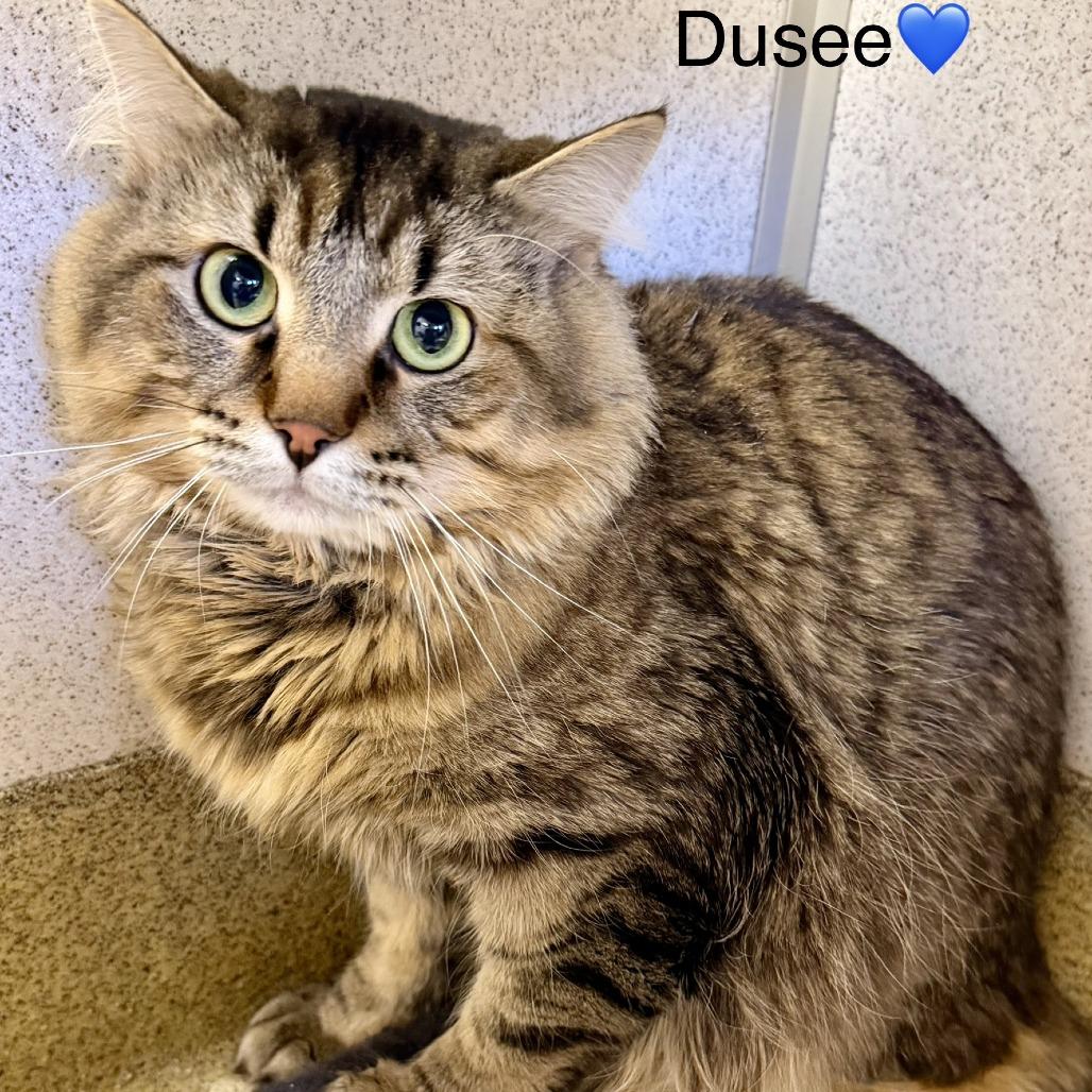 Dusee, a Adoptable mixed breed in Naperville, IL image 2/4