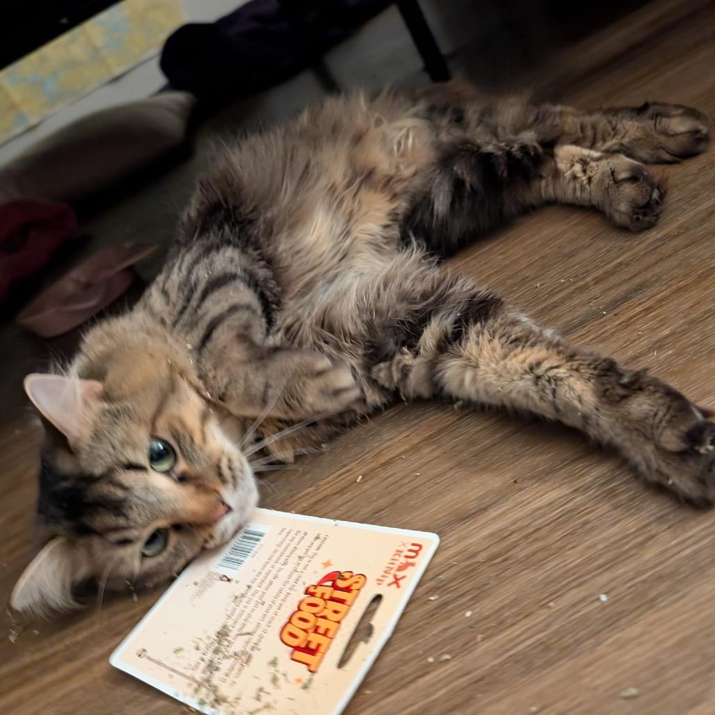 Dusee, a Adoptable mixed breed in Naperville, IL image 3/4