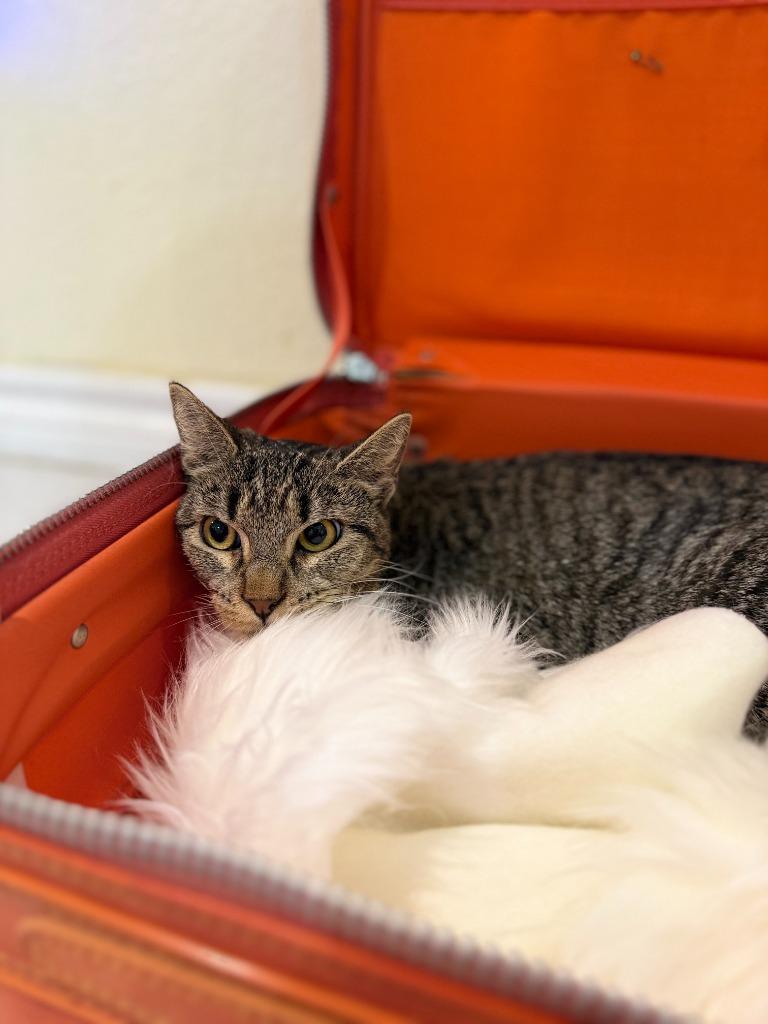 Churro Goyo, a Adoptable mixed breed in New Braunfels, TX image 2/3