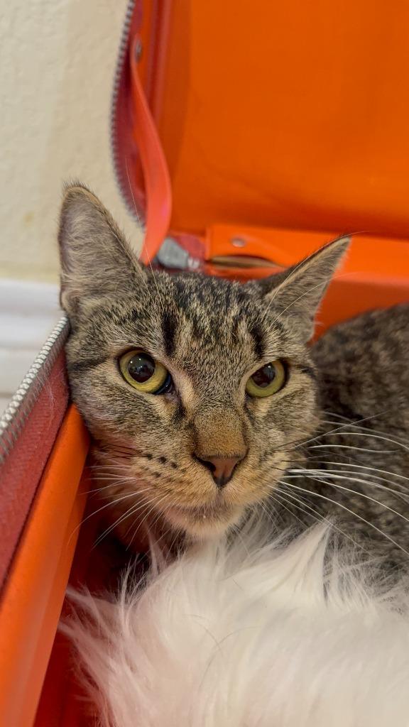 Enlarge Churro Goyo, a Adoptable mixed breed in New Braunfels, TX image 1/3