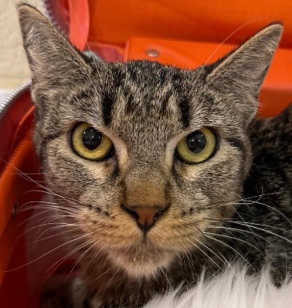 Enlarge Churro Goyo, a Adoptable mixed breed in New Braunfels, TX image 4/4