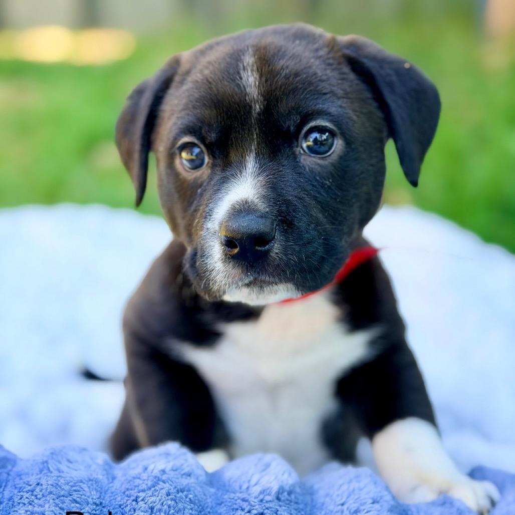 Bob, a Adoptable Mixed Breed in Huntsville, AL image 1/5