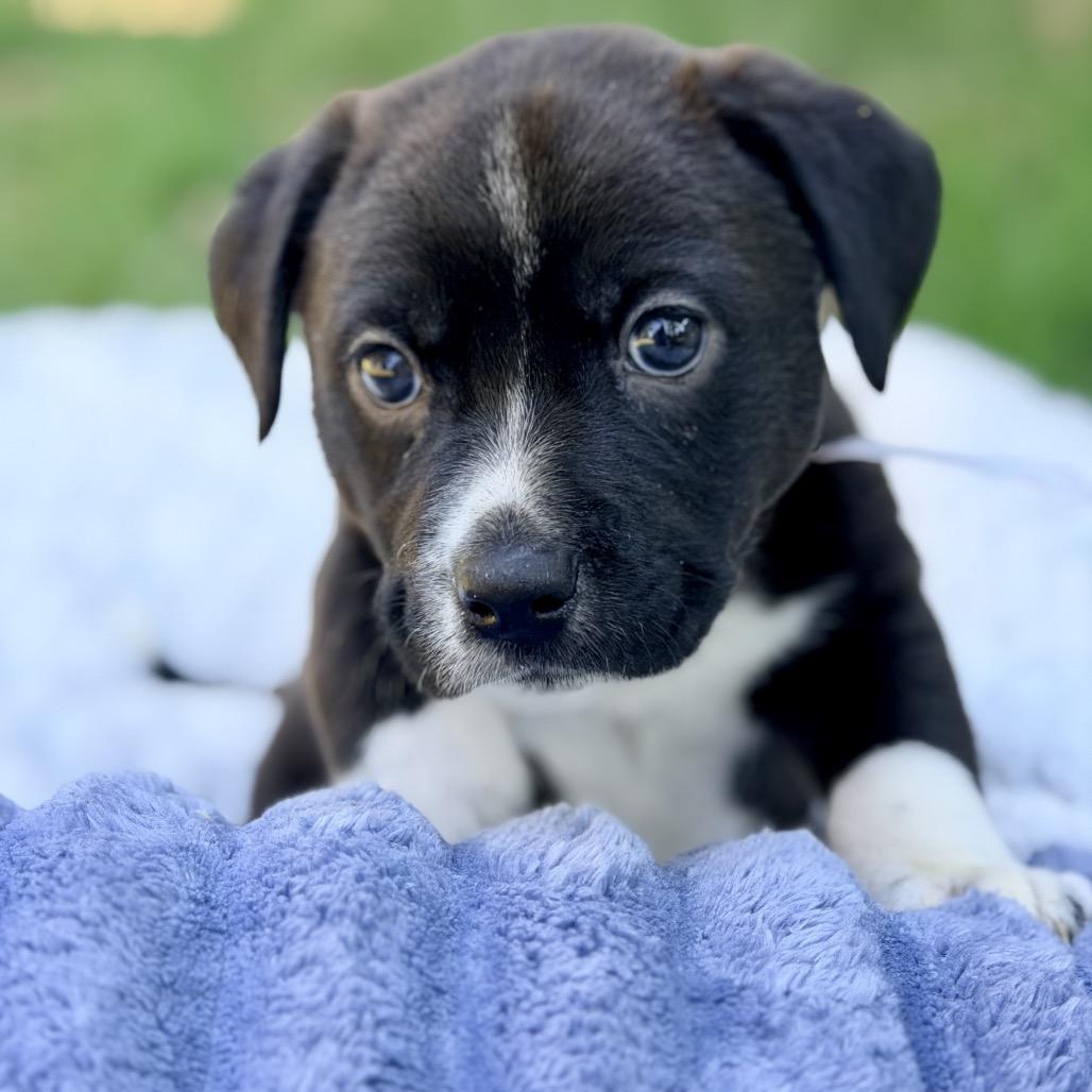 Bob, a Adoptable Mixed Breed in Huntsville, AL image 2/5