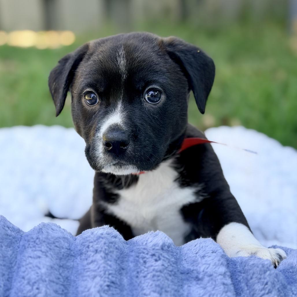 Bob, a Adoptable Mixed Breed in Huntsville, AL image 3/5