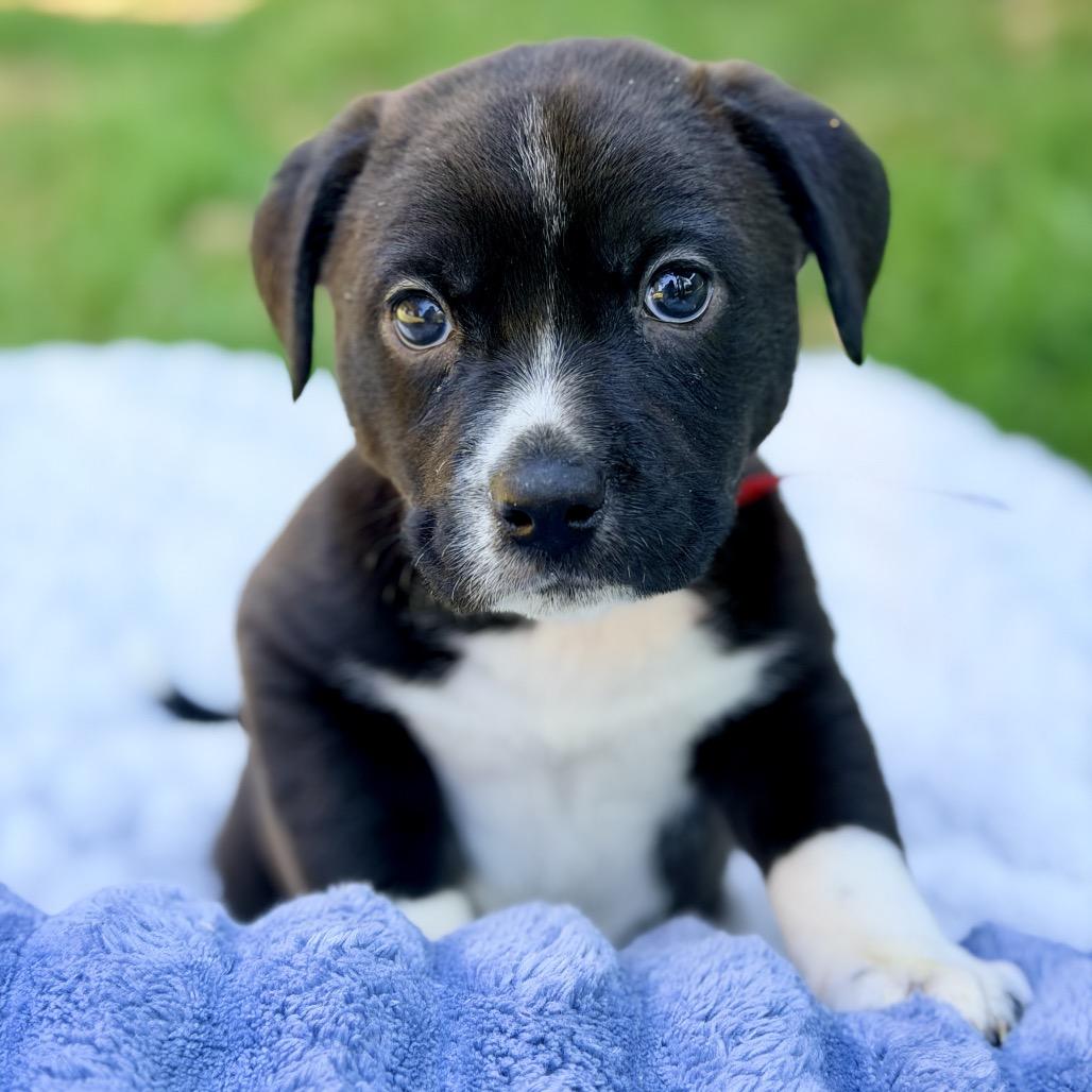 Bob, a Adoptable Mixed Breed in Huntsville, AL image 4/5