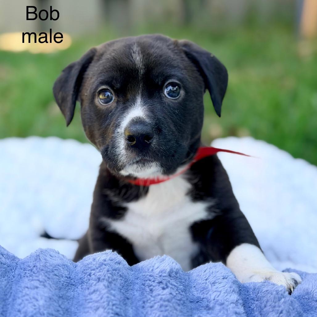 Bob, a Adoptable Mixed Breed in Huntsville, AL image 5/5