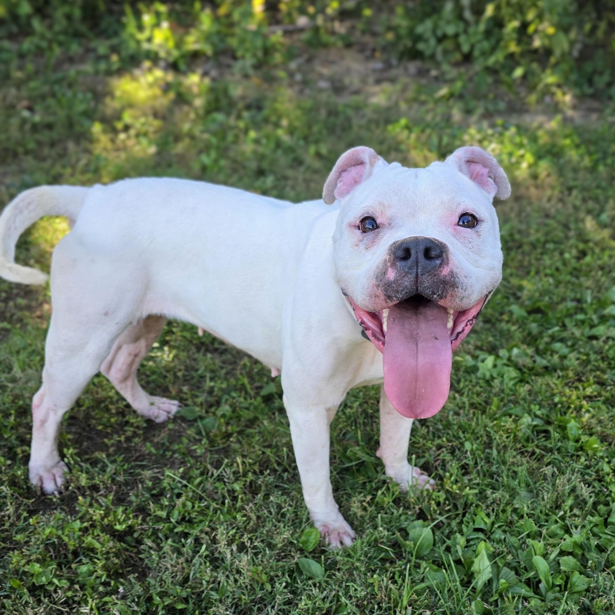 Enlarge Athena, a Adoptable mixed breed in Mount Carmel, IL image 2/4