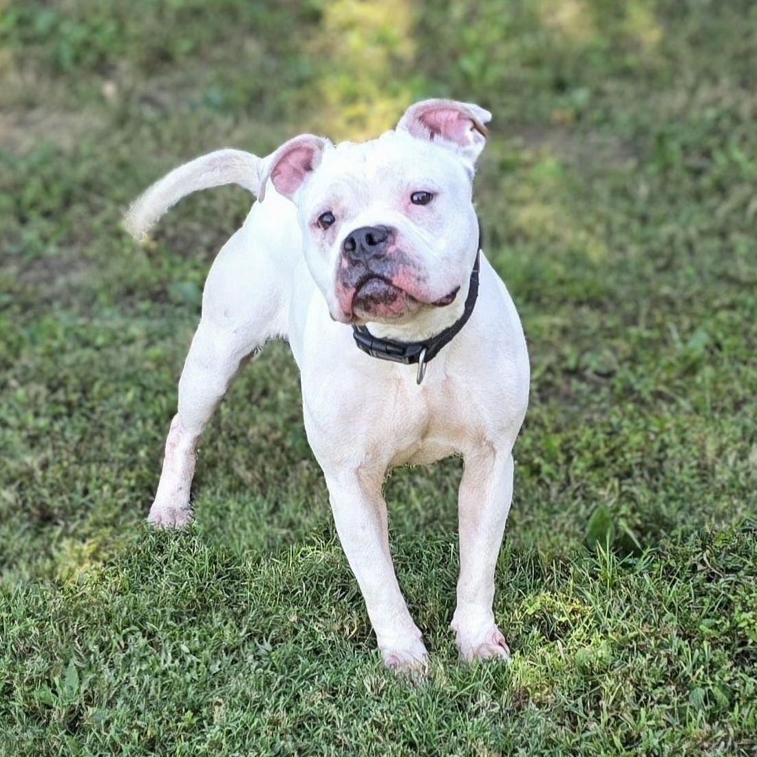Enlarge Athena, a Adoptable mixed breed in Mount Carmel, IL image 3/4