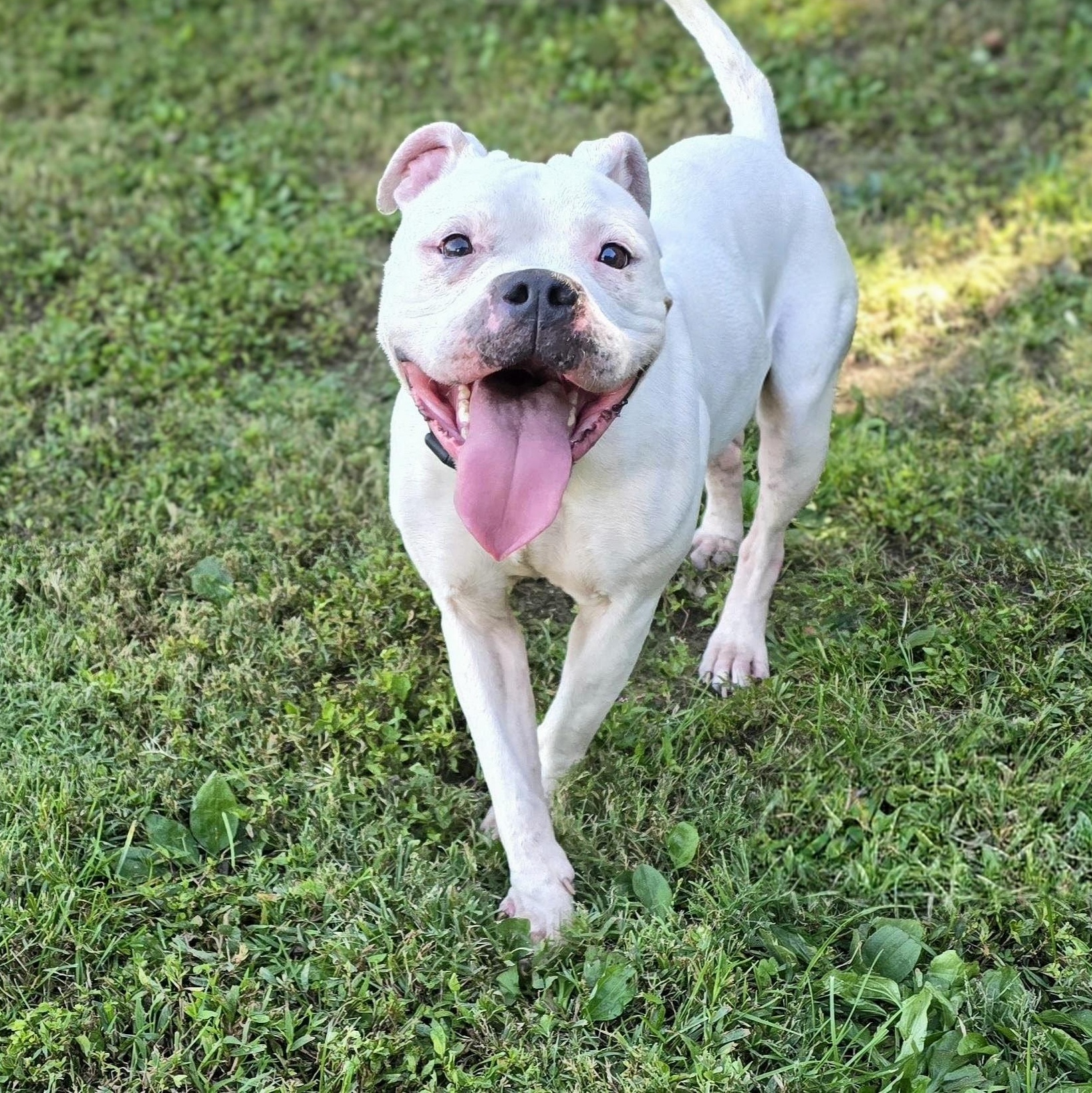 Enlarge Athena, a Adoptable mixed breed in Mount Carmel, IL image 1/4