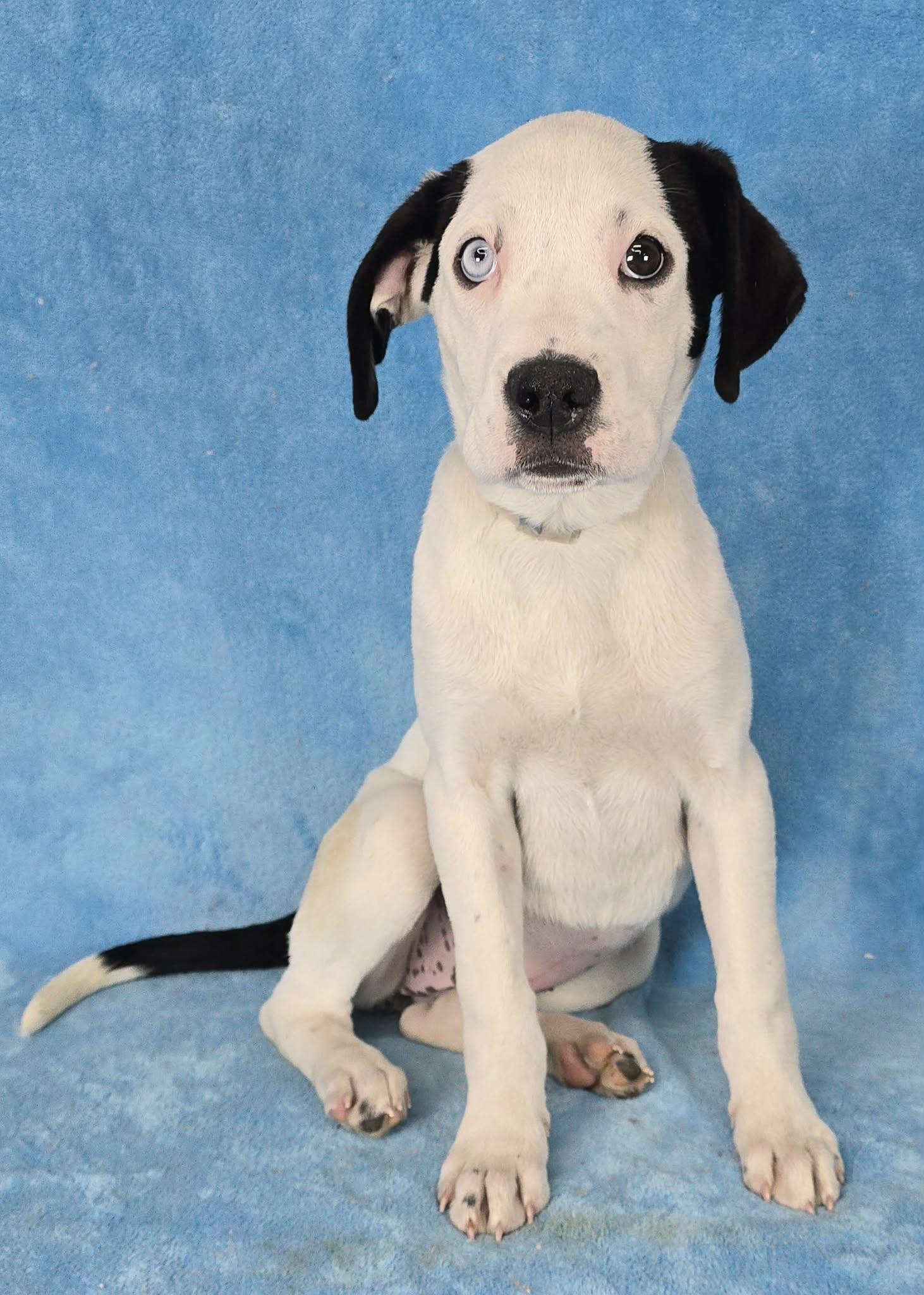 Enlarge Tarquin, a Adoptable mixed breed in Newport, TN image 3/3