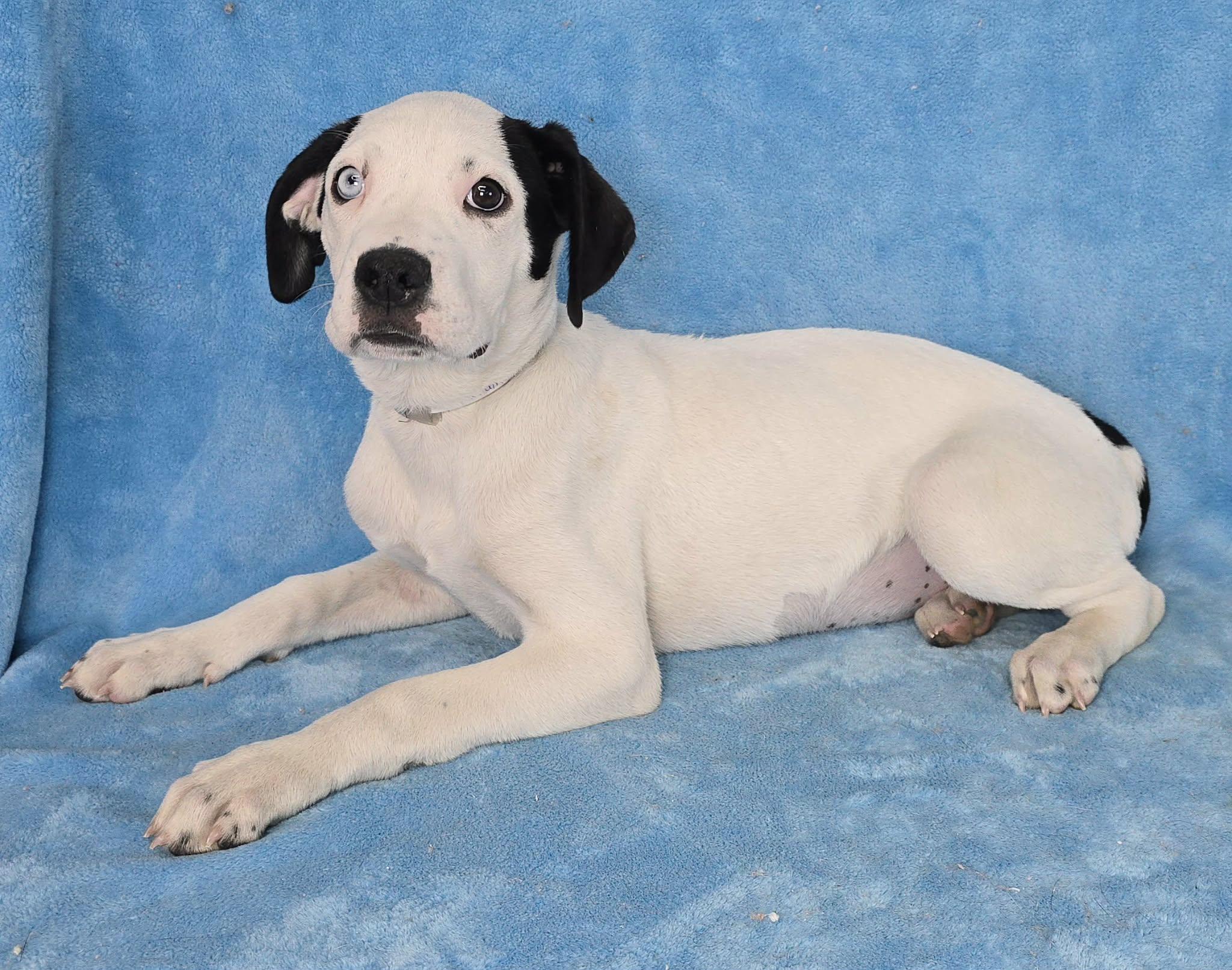 Enlarge Tarquin, a Adoptable mixed breed in Newport, TN image 2/3