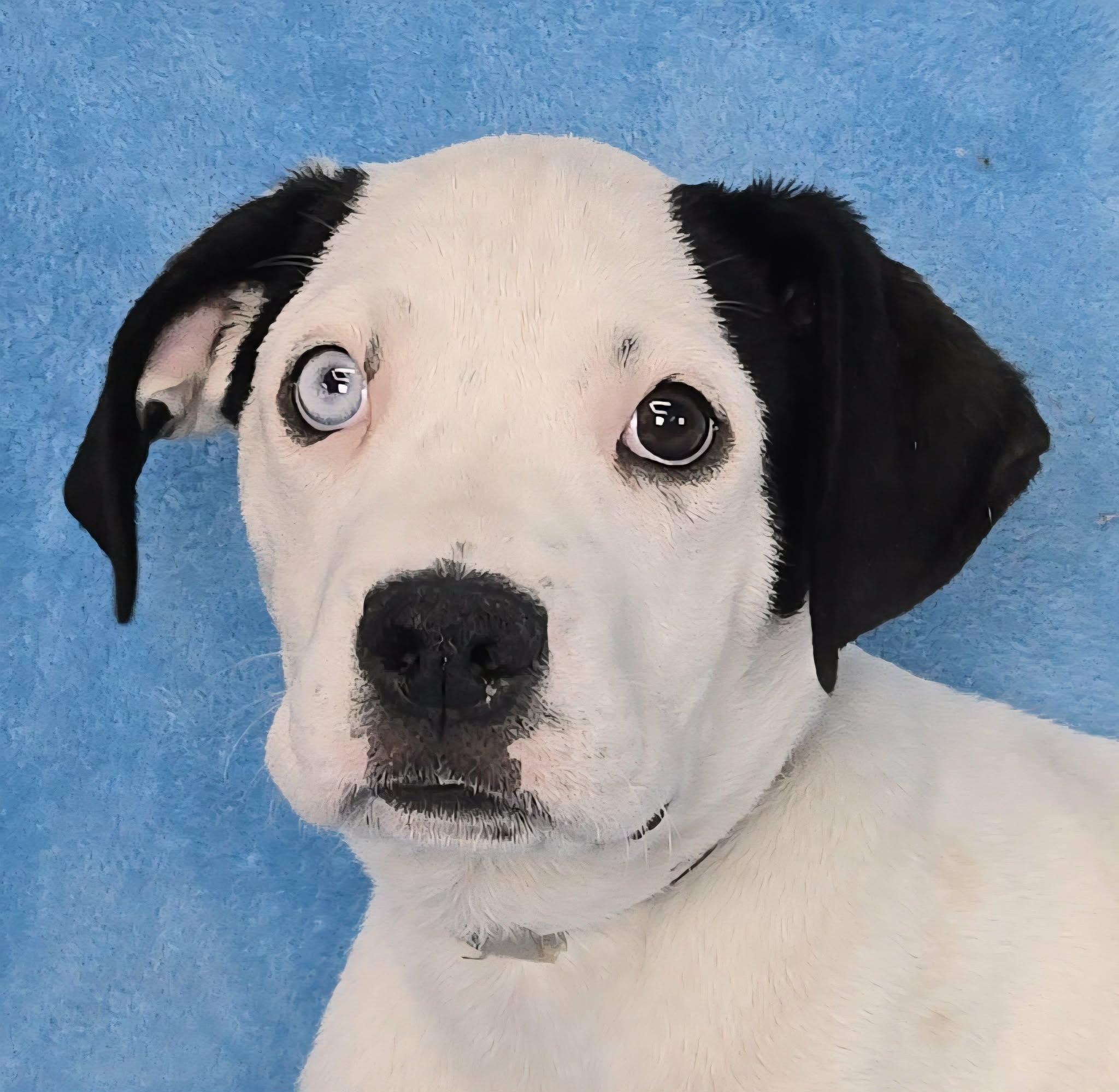 Enlarge Tarquin, a Adoptable mixed breed in Newport, TN image 1/3