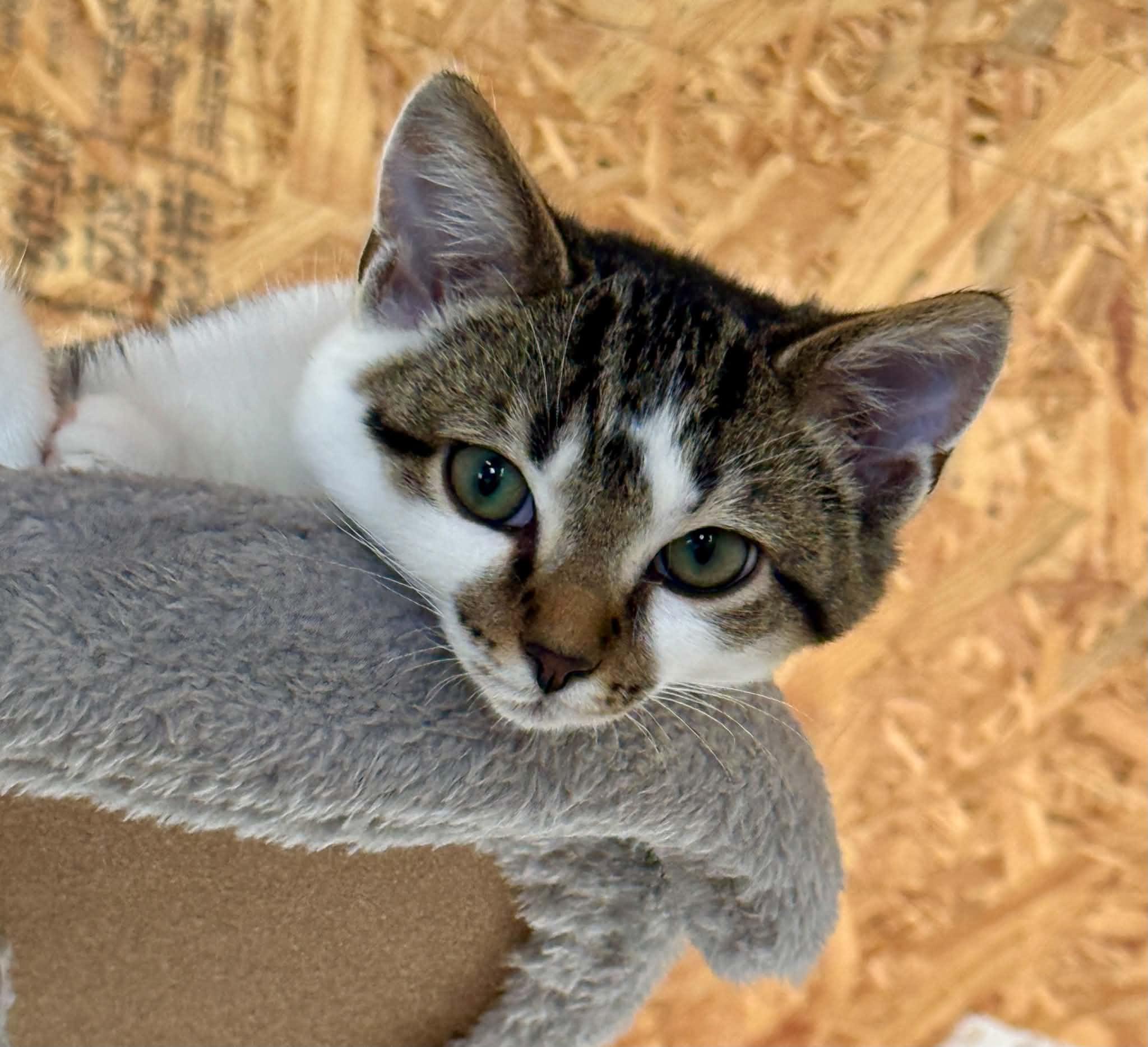 Gizmo, adopted, Kitten Male Domestic Short Hair.