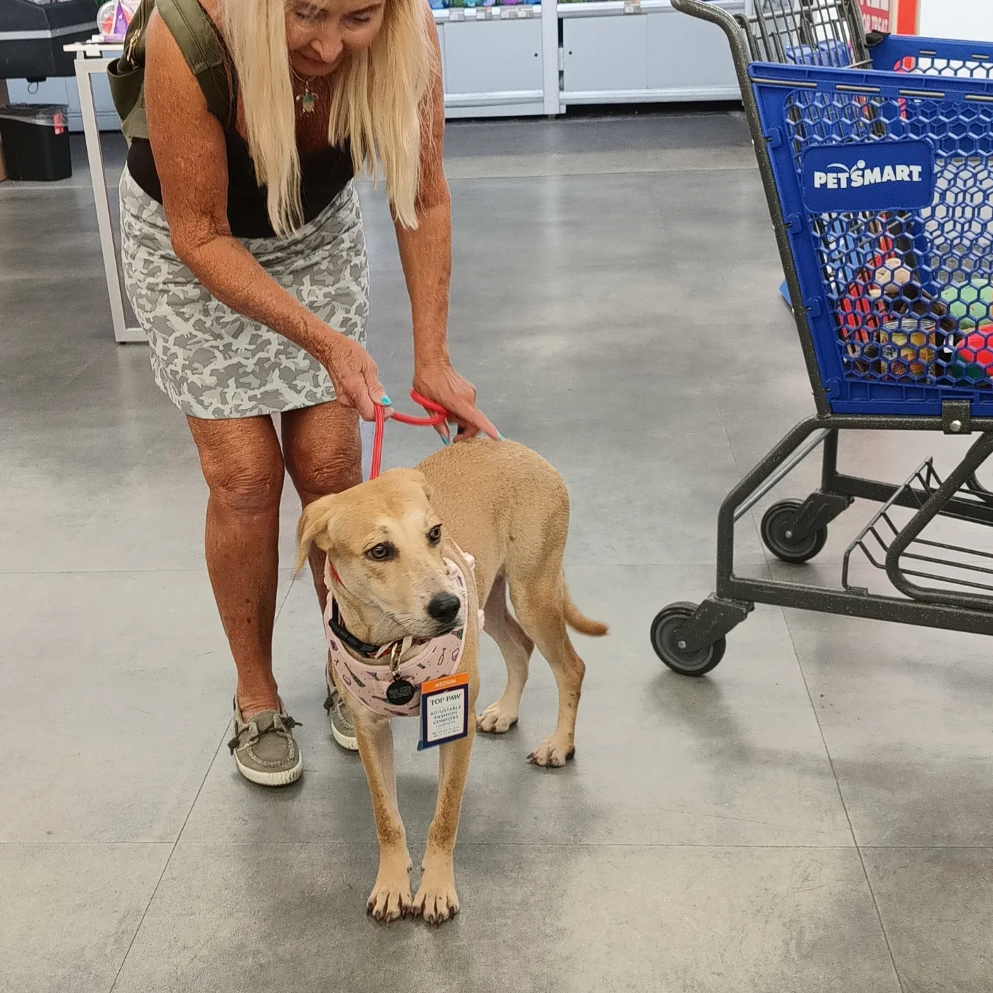 Laika, a Adopted Yellow Labrador Retriever in West point , UT image 6/6