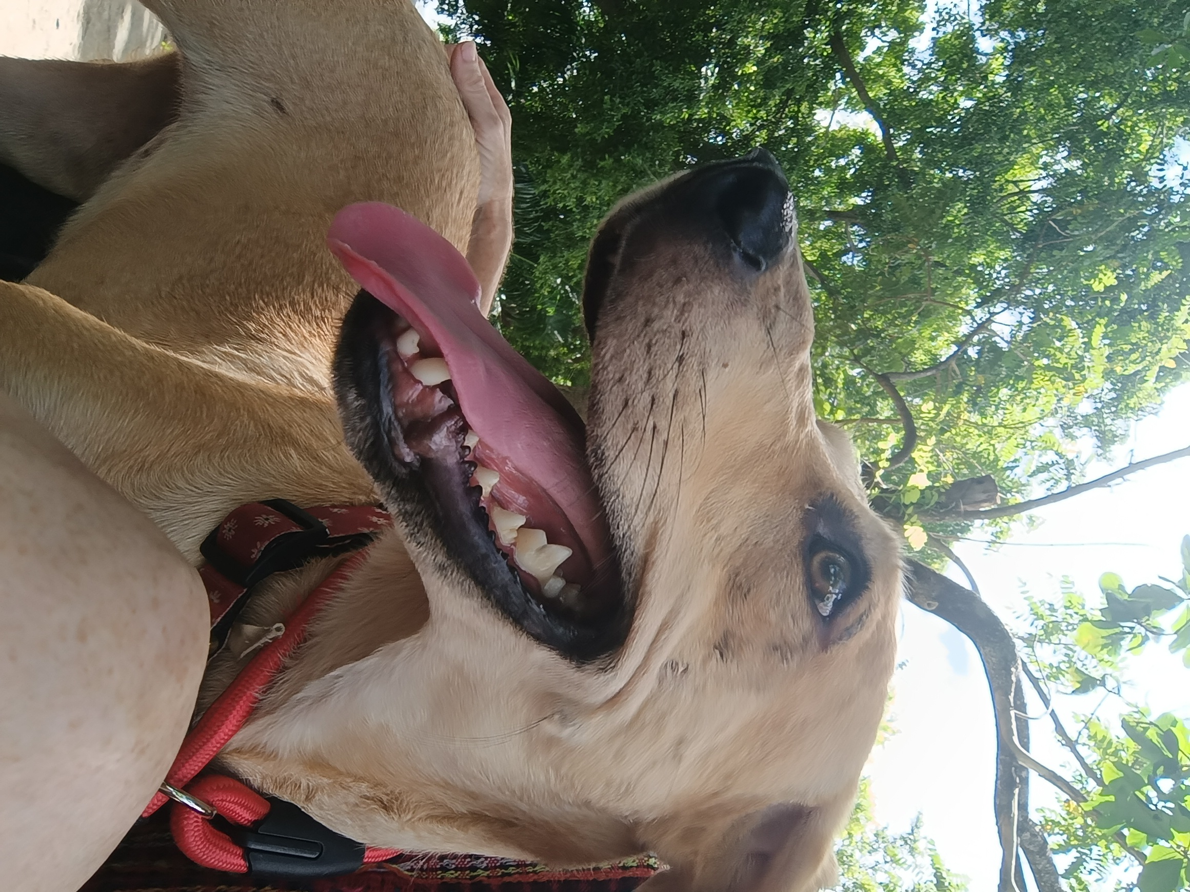 Laika, a Adopted Yellow Labrador Retriever in West point , UT image 5/6