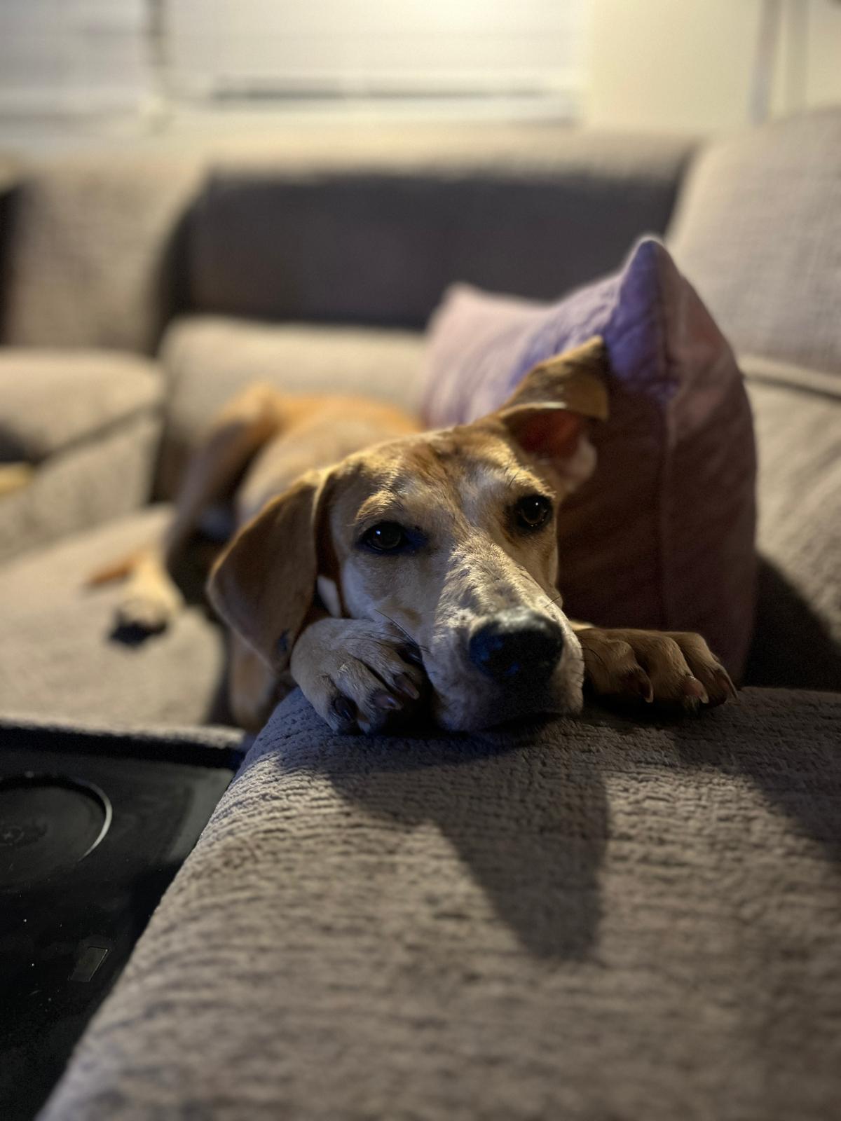 Laika, a Adopted Yellow Labrador Retriever in West point , UT image 3/6