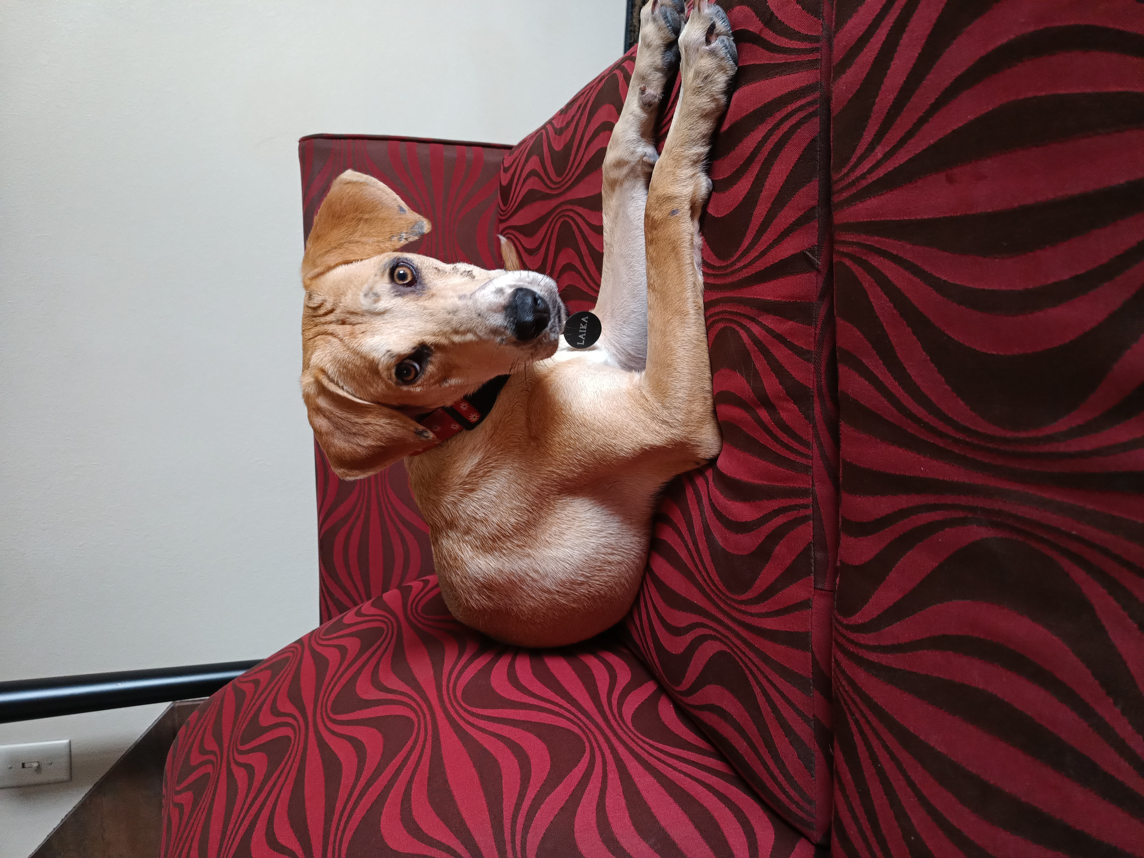 Laika, a Adopted Yellow Labrador Retriever in West point , UT image 2/6