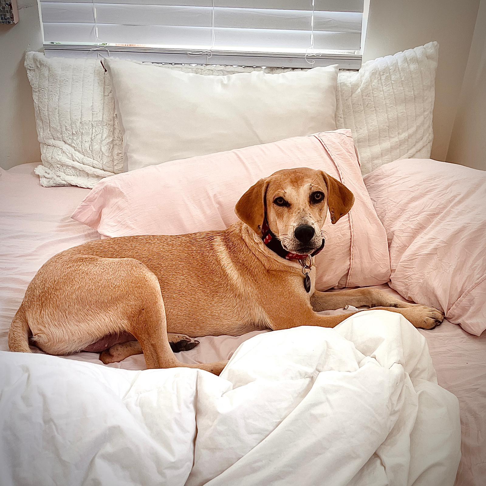 Laika, a Adopted Yellow Labrador Retriever in West point , UT image 1/6
