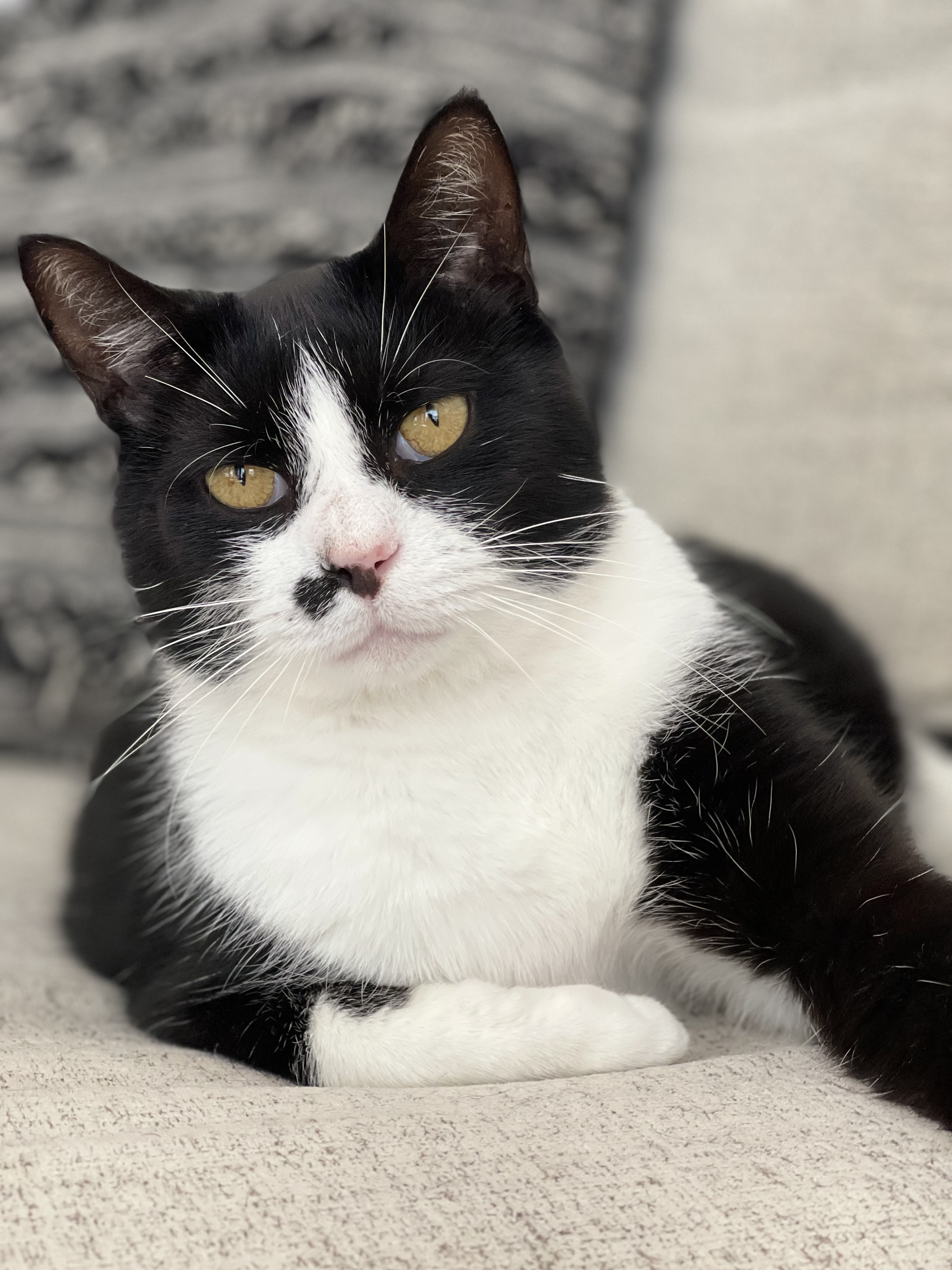 Apollo, an adoptable Tuxedo in Charlotte, NC, 28227 | Photo Image 1