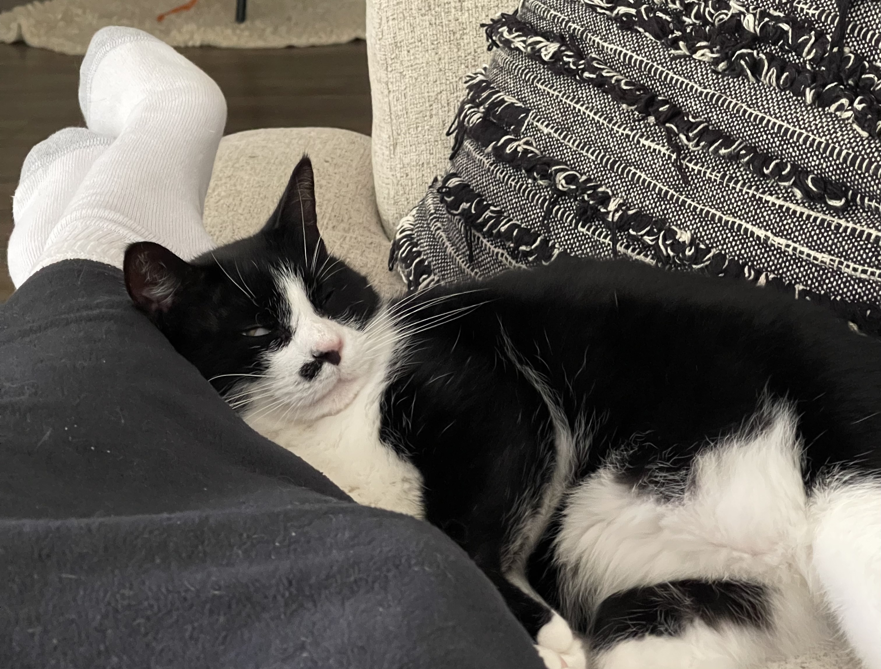 Apollo, an adoptable Tuxedo in Charlotte, NC, 28227 | Photo Image 2