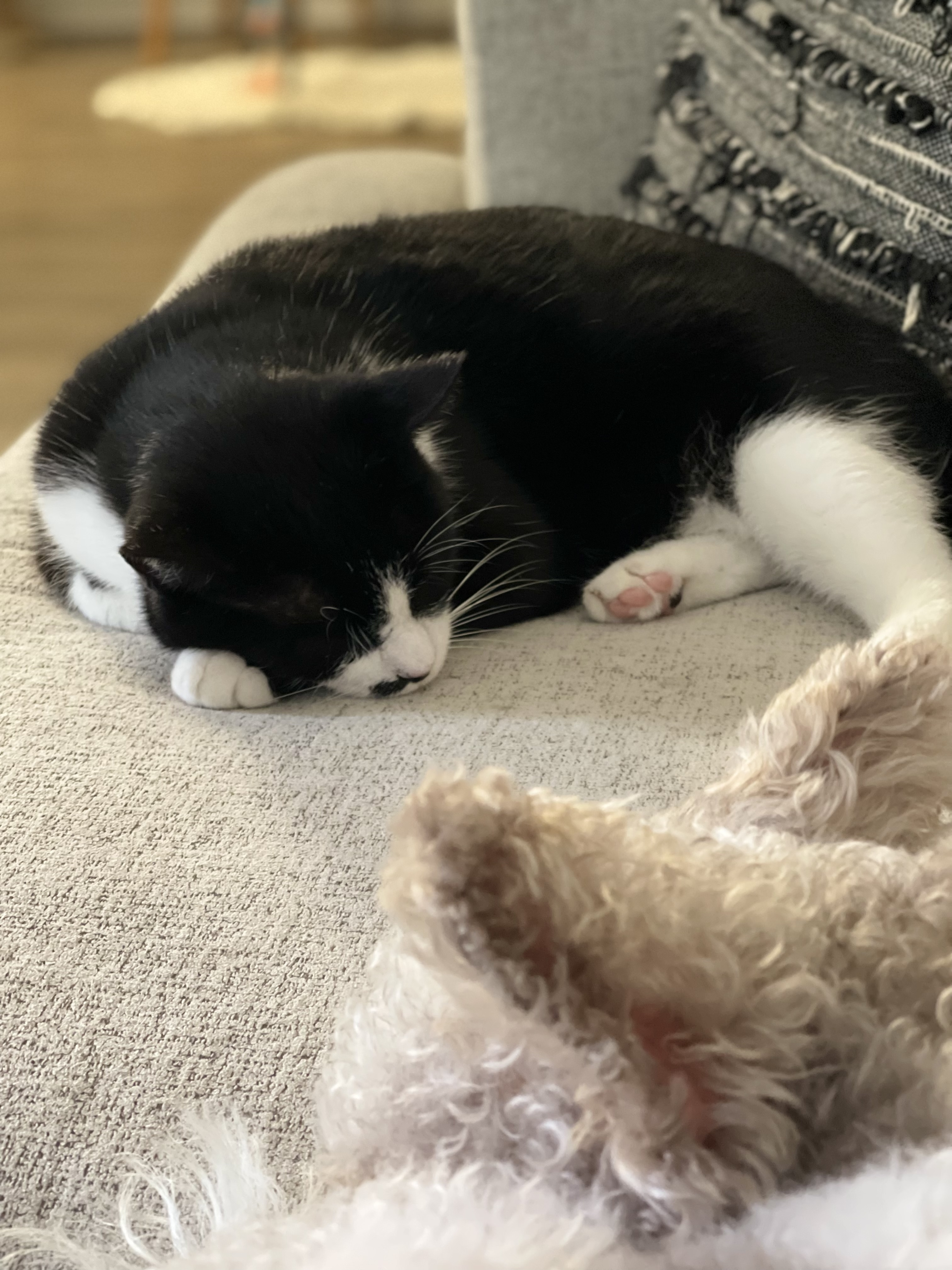 Apollo, an adoptable Tuxedo in Charlotte, NC, 28227 | Photo Image 4