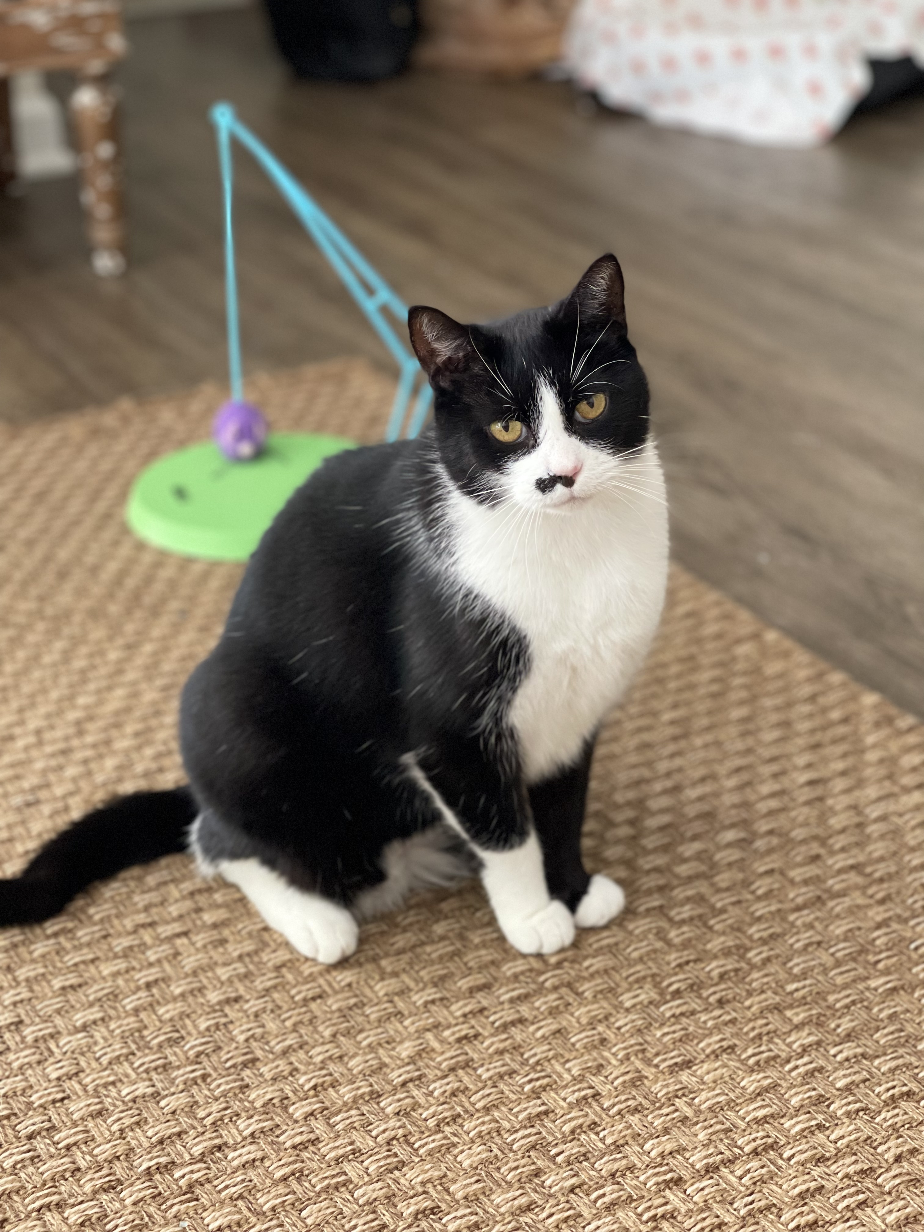 Apollo, an adoptable Tuxedo in Charlotte, NC, 28227 | Photo Image 3