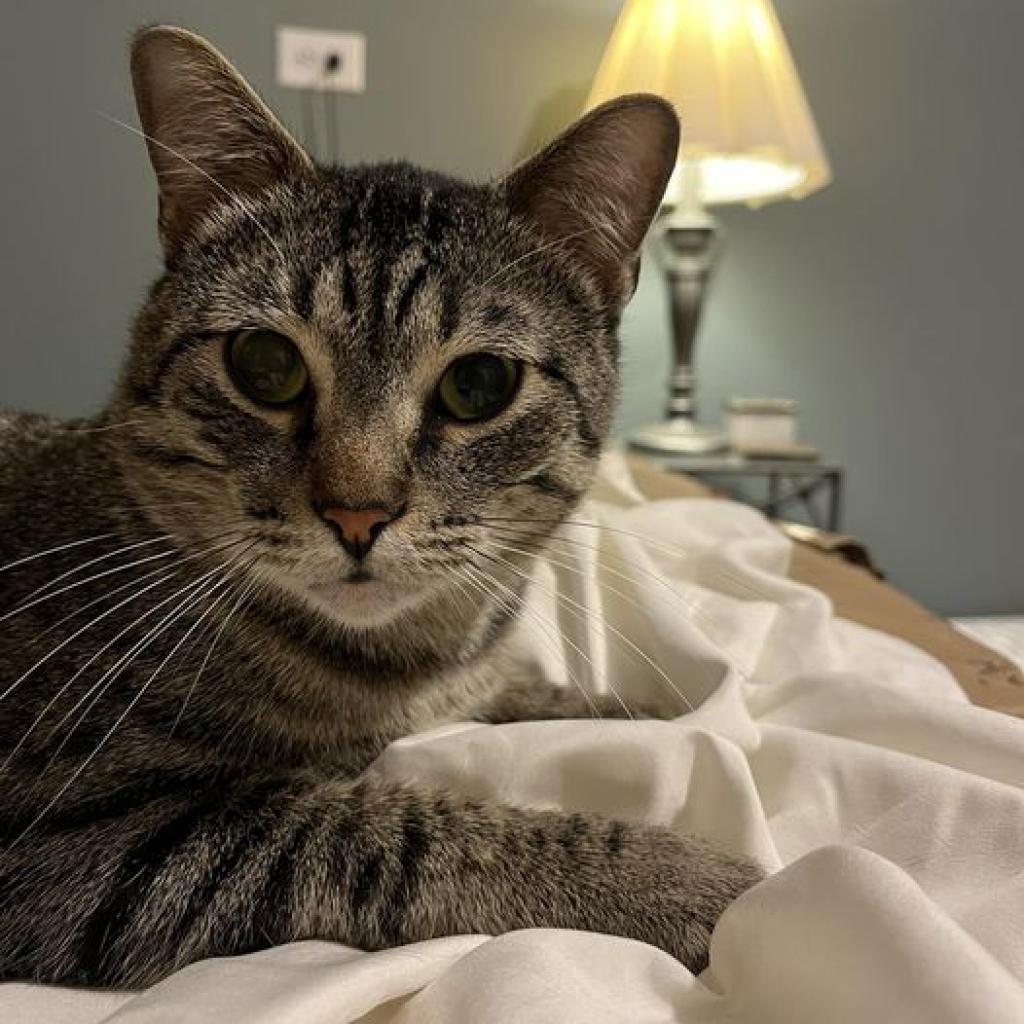 Enlarge Augustus, a Adoptable Domestic Short Hair in Wichita, KS image 3/6