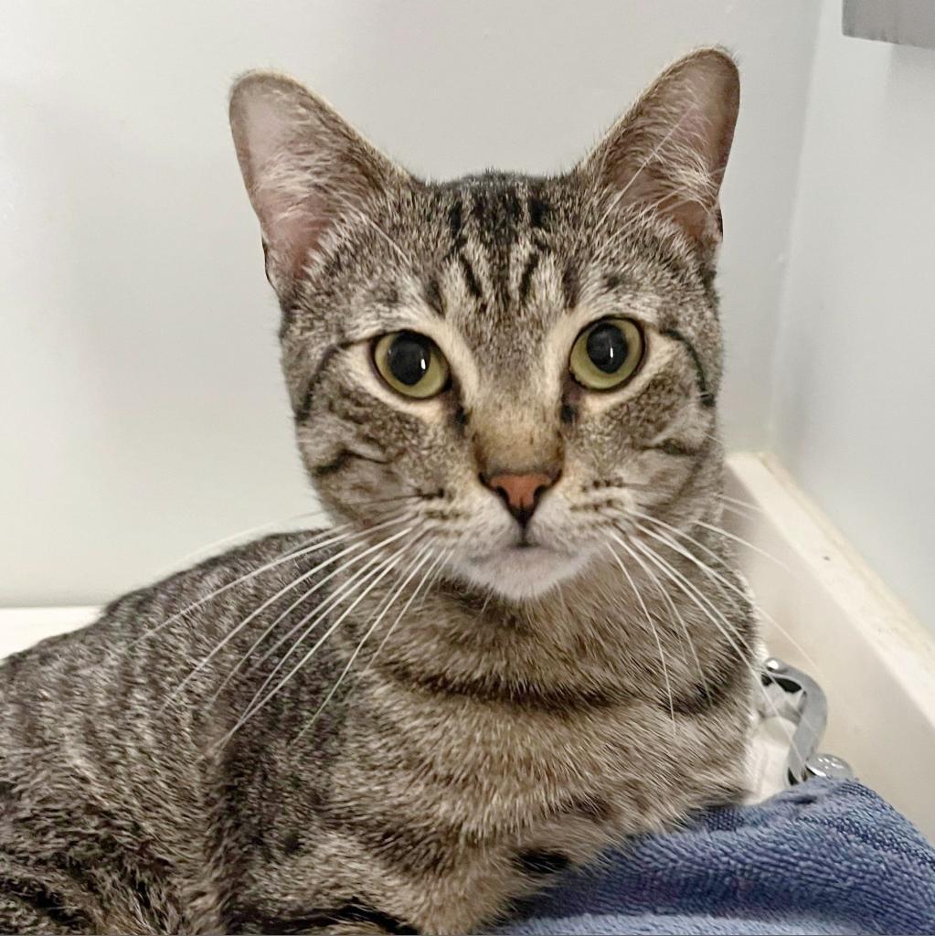 Enlarge Augustus, a Adoptable Domestic Short Hair in Wichita, KS image 5/6