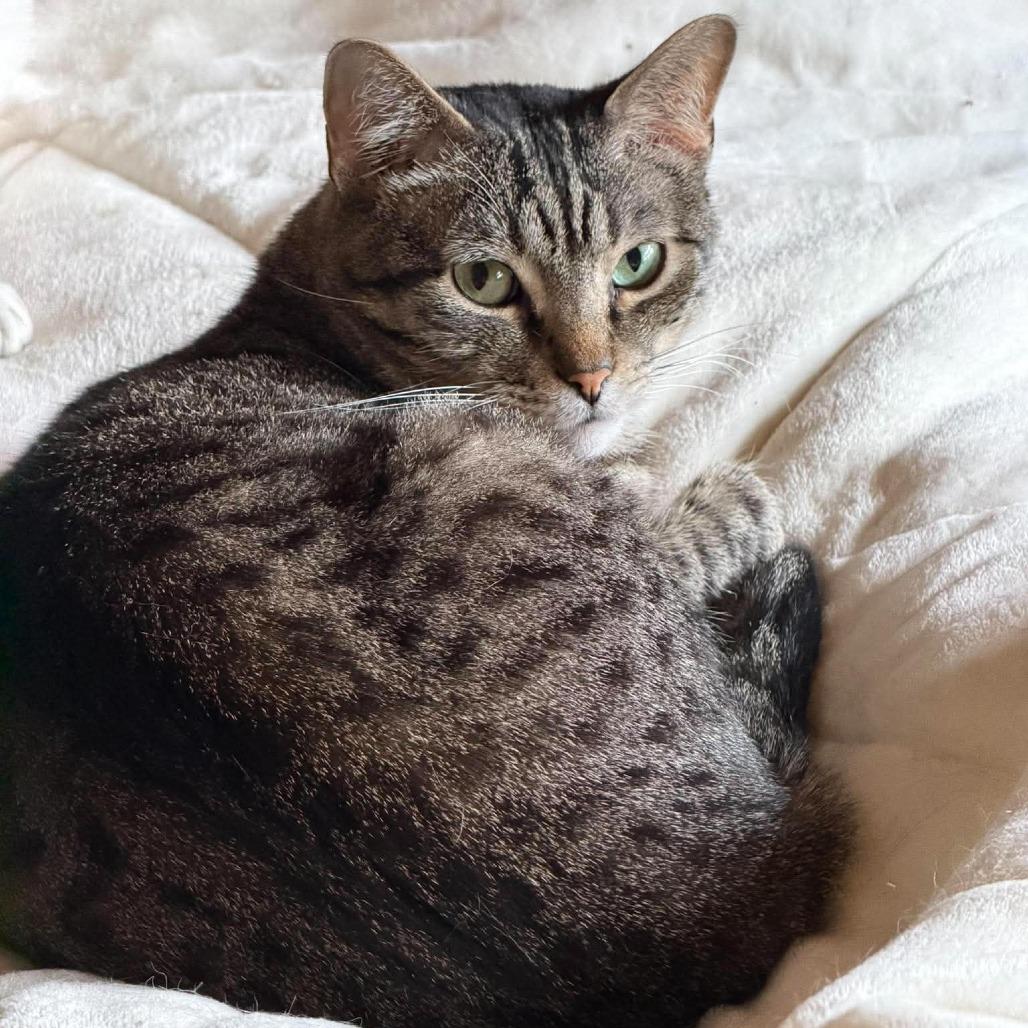 Augustus, a Adoptable Domestic Short Hair in Wichita, KS image 5/6