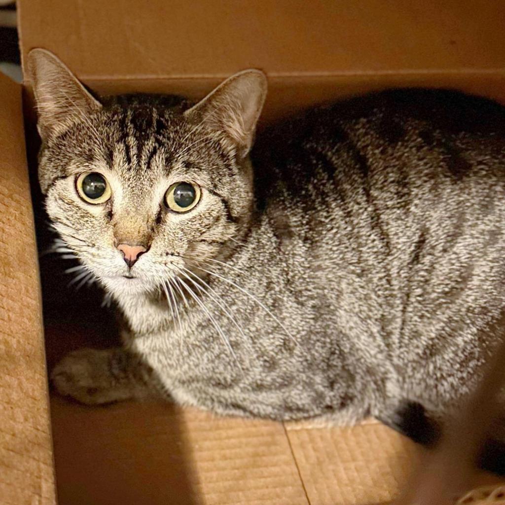 Enlarge Augustus, a Adoptable Domestic Short Hair in Wichita, KS image 6/6